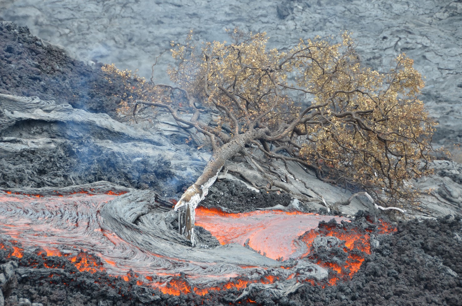 Photograph of lava engulfing a tree on Hawaii. Red hot lava has surrounded the base of a tree, which has fallen over. The crown of the tree sits on cooled lava to the side of the new lava flow. The leaves of the tree are brown, and the trunk appears to be scorched.