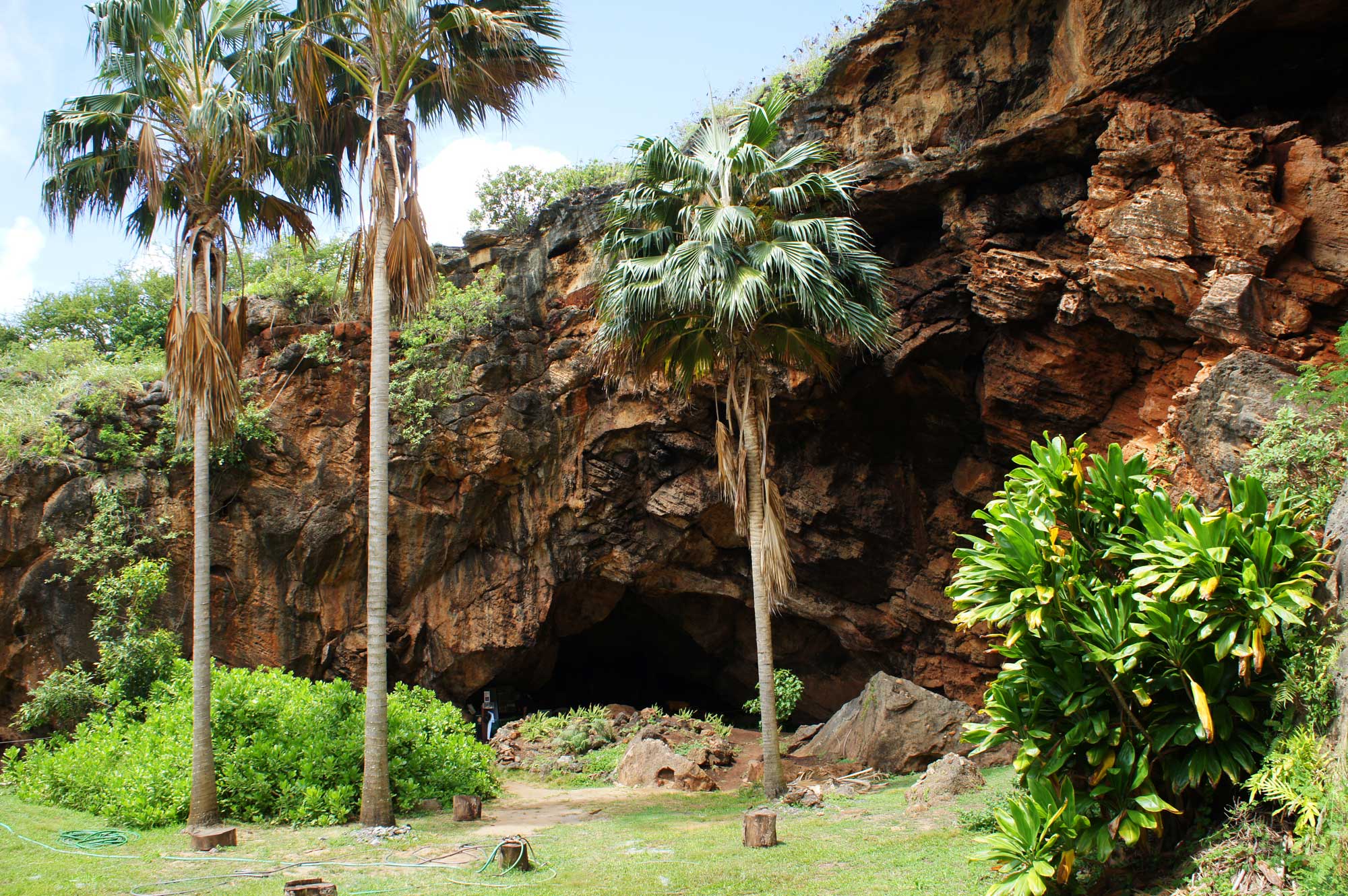 Photograph of Makauwahi Cave in Kauai. The photo shows a hill with an exposed limestone cliff face. At the base of the cliff is a roughly rectangular cave entrance. Three palm trees stand in front of the cave.