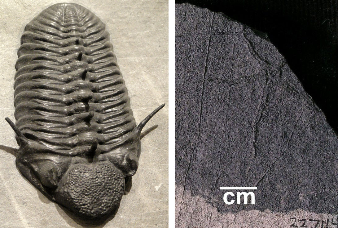 2-Panel image of photos of fossil marine invertebrates from the Devonian of Nevada. Panel 1: A trilobite. The trilobite is oriented vertically with its head toward the bottom of the image. It has a single row of spines long the center of its back and two large spines, one projecting from each side of its body behind the head. Right: A fossil starfish. The starfish has four long, slender arms connected by a circular central body. 