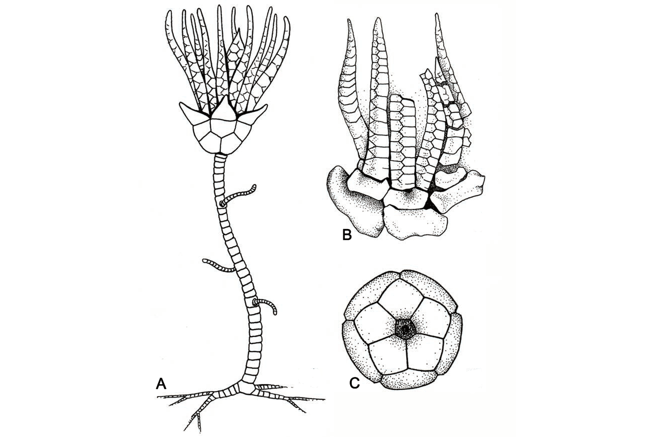 Three drawings showing different aspects of the fossil crinoid Delocrinus missouriensis.