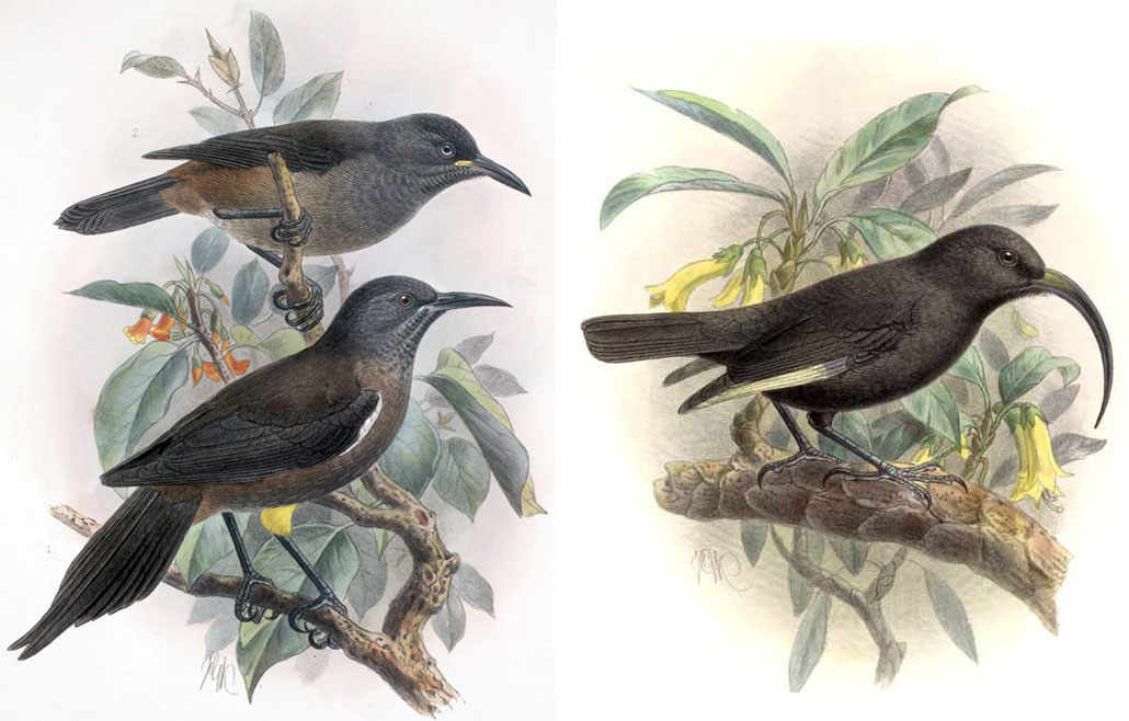 2-Panel figure showing illustrations of extinct Hawaiian honeyeaters. Panel 1: Illustration of two Kaua'i 'ō'ō birds sitting on branches in a tree with orange flowers. The birds are black with brownish underbellies. Their beaks are nearly straight, showing only a slight downward curve. Panel 2: Illustration of a black mamo bird sitting on the branch of a tree with yellow flowers. The bird is mostly black, except for some yellow feathers on the edges of its wings. It has a black beak that curves strongly downward. 