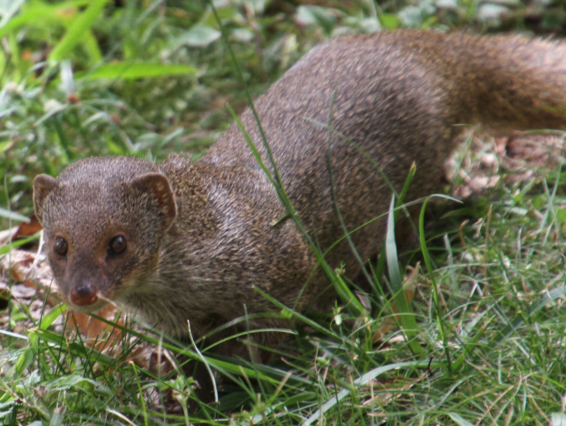 Photograph of a mongoose on O'ahu. The moongoose is brown with brown eyes and a brown nose. It has a long body, short legs, a long, bushy tail, and short, rounded ears. 