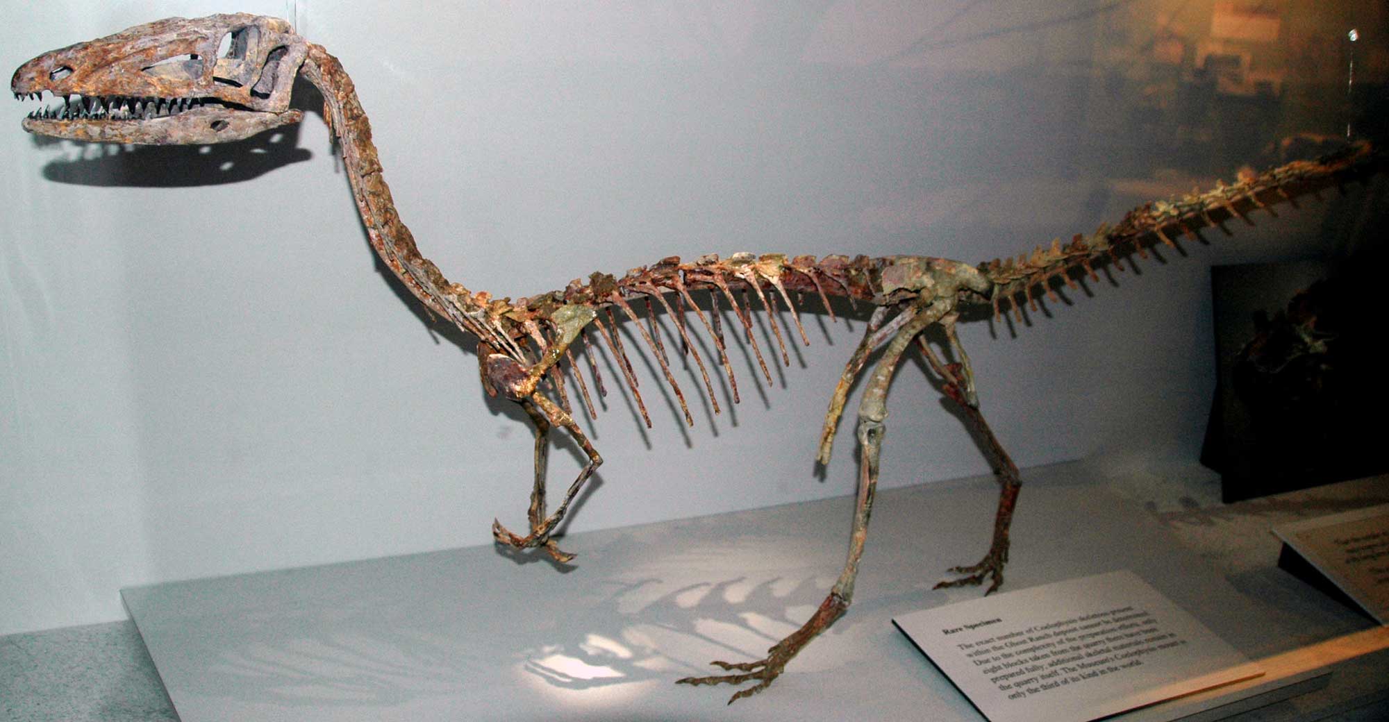 Photograph of a skeleton of the dinosaur Coelophysis bauri.