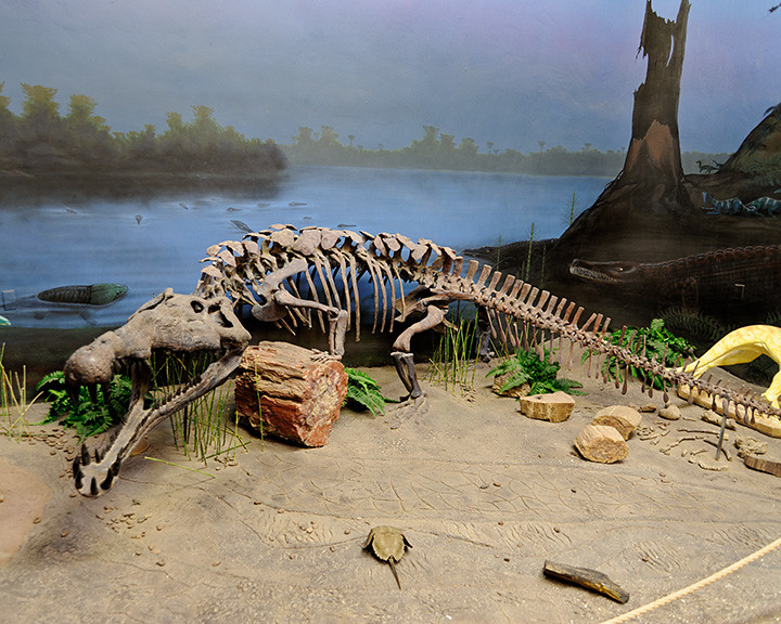 Photograph of a phytosaur skeleton on display at the Ruth Hall Museum of Paleontology at Ghost Ranch.