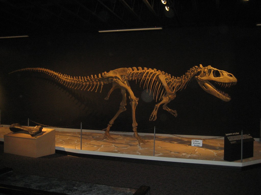 Photograph of a dinosaur skeleton on display at the Mesalands Dinosaur Museum in New Mexico.