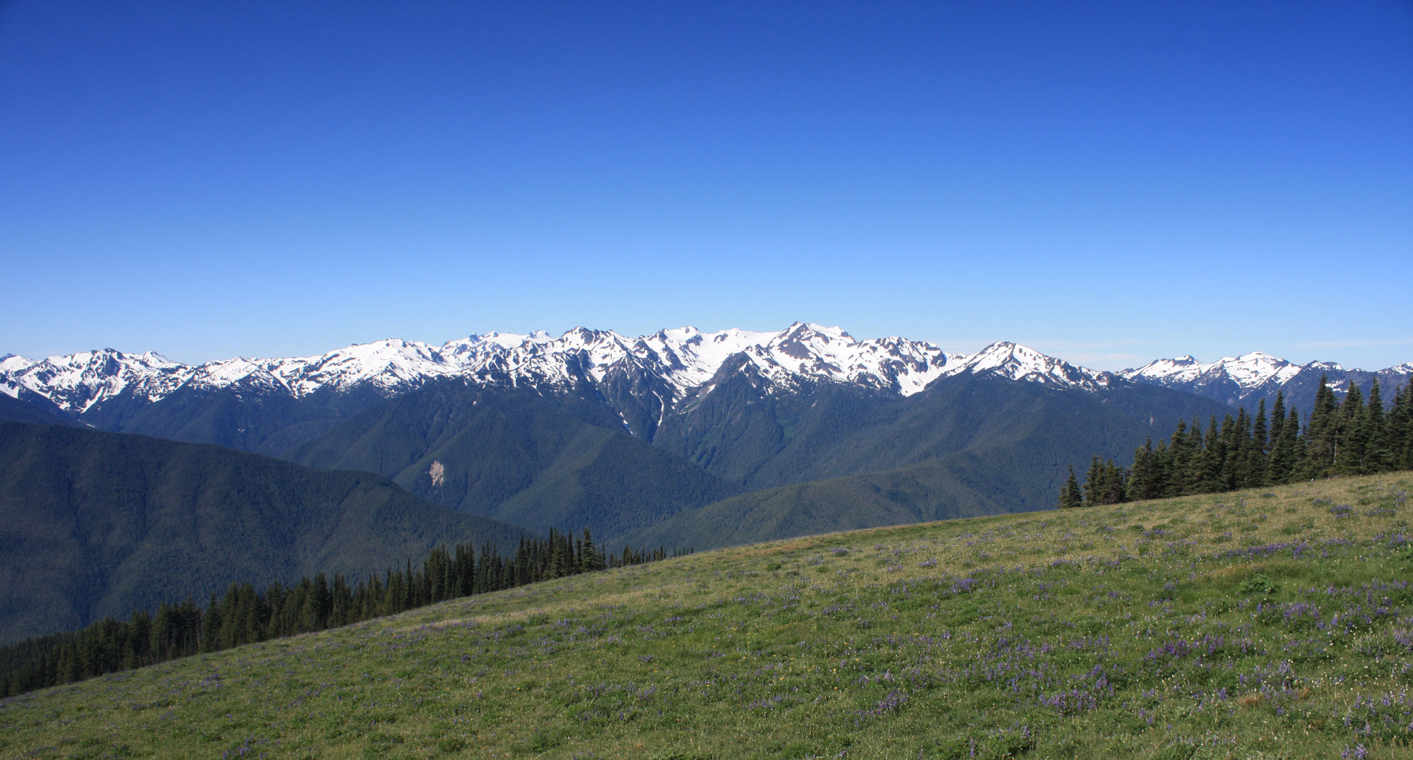 Photograph of the Olympic Mountains in Washington state. The photo shows a gentle, grass-covered slope in the foreground and snow-capped mountain peaks in the distance. 