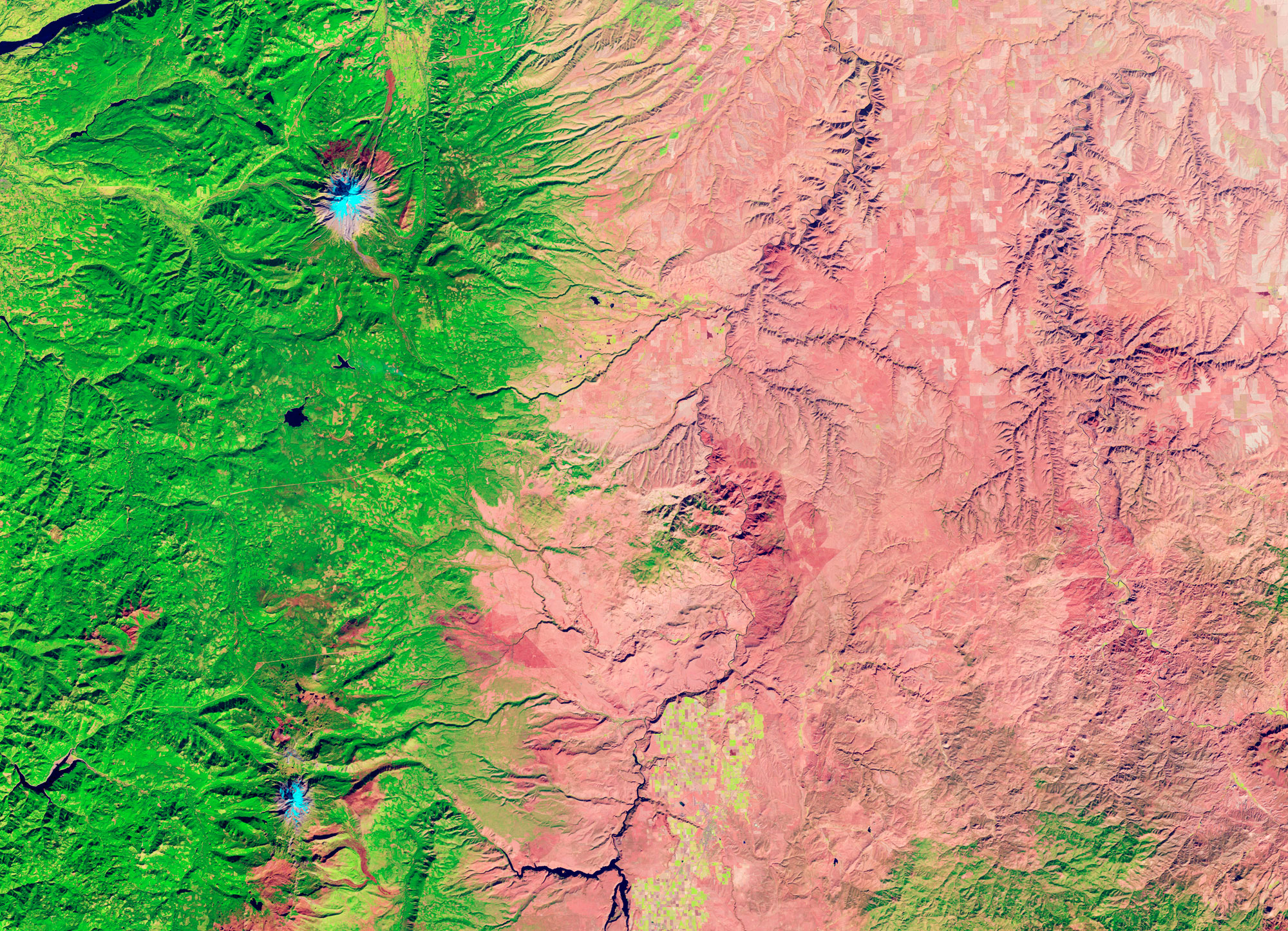 False-color satellite photo showing the dramatic difference in vegetation cover caused by differences in precipitation in western and eastern Oregon. Western Oregon is bright green, whereas most of eastern Oregon is tan. Two high volcanic peaks of the Cascades appear blue.