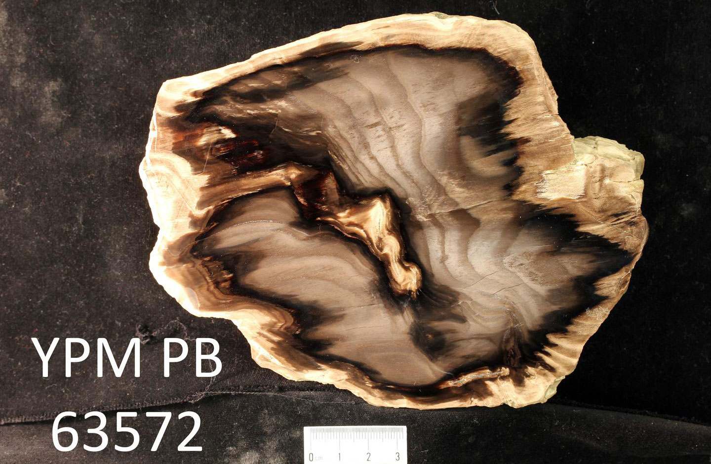Photograph of a chunk of petrified wood which has been cut and polished on one surface. The grown rings of the wood can be seen has dark lines on the polished surface. The wood is from the Oligocene of Oregon.