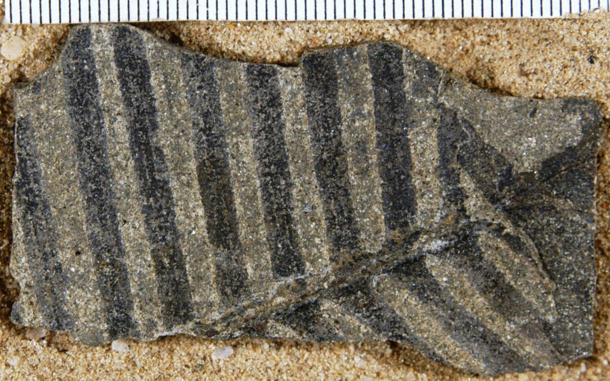 Photograph of a portion of a fossil cycad leaf from the Early Cretaceous of Washington. The leaf has a central axis and lateral leaflets that are elongated, narrow, and strap-like.