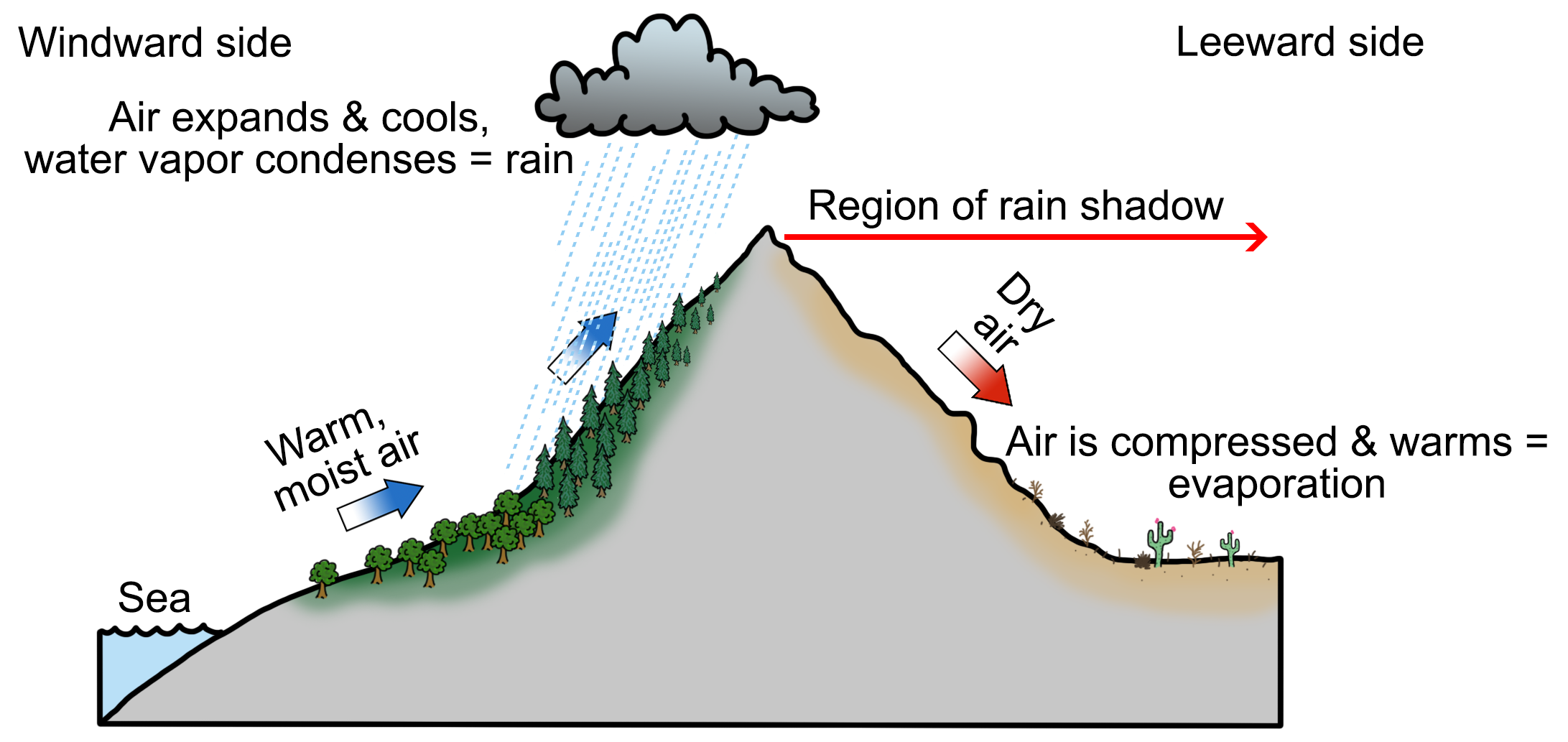 Diagram showing a rain shadow. The diagram is of a single, triangular mountain. To the left is a sea. As warm, moist air travels up the mountain from the see, it condense and cools, forming rain. On the opposite side of the mountain is the rain shadow. Dry air condenses and warms, and evaporation occurs at the foot of the leeward side of the mountain. Thus, the leeward side of the mountain is dry.