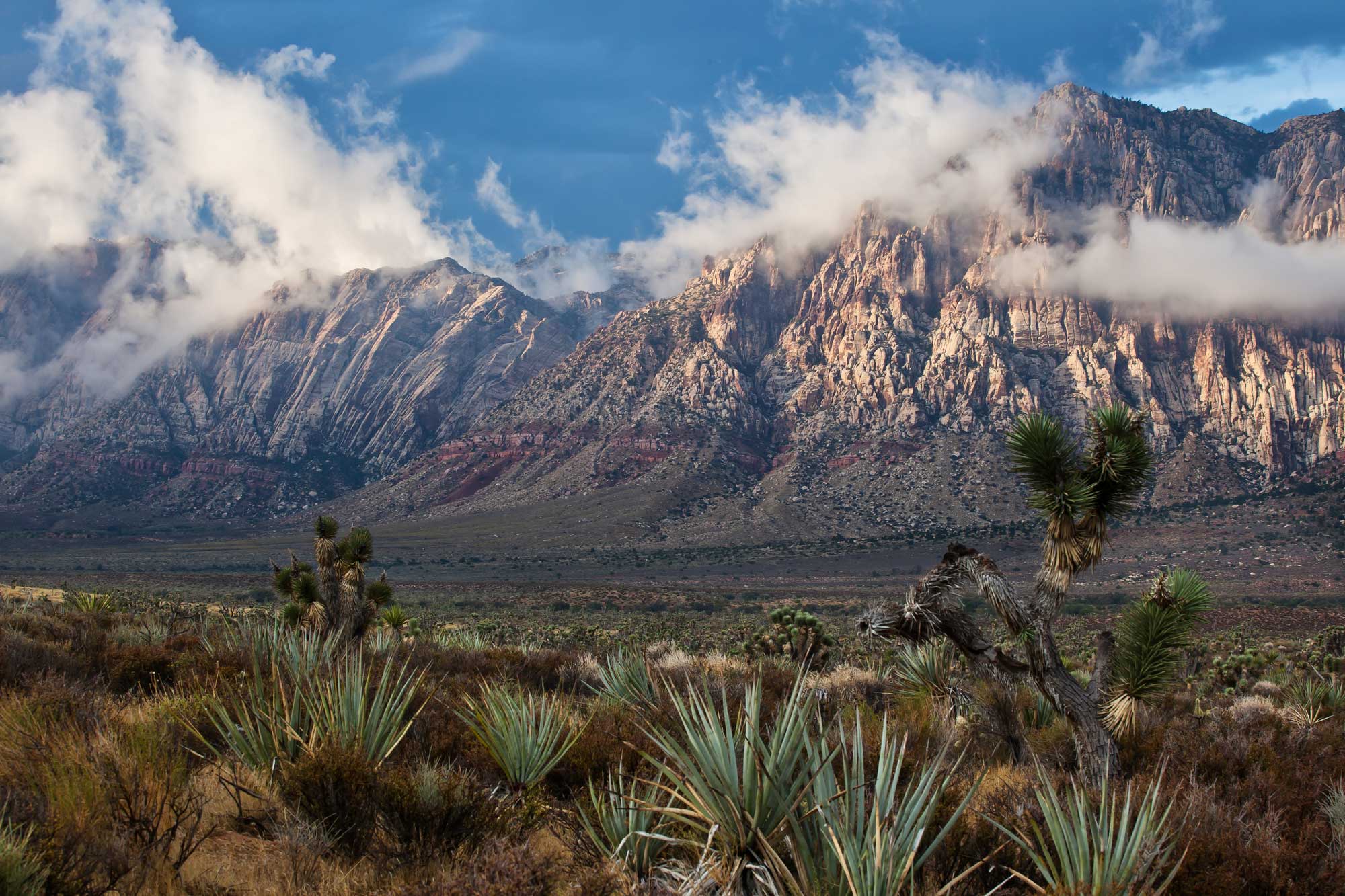 Photograph of Red Rock Escarpment in Red Rock Canyon Conservation Area, southern Nevada. The photo shows a landscape with sharp, rocky hills rising in the background. The hills are made up of beige and reddish rocks. The land in the foreground is flat and covered with low vegetation, including yuccas and Joshua trees.