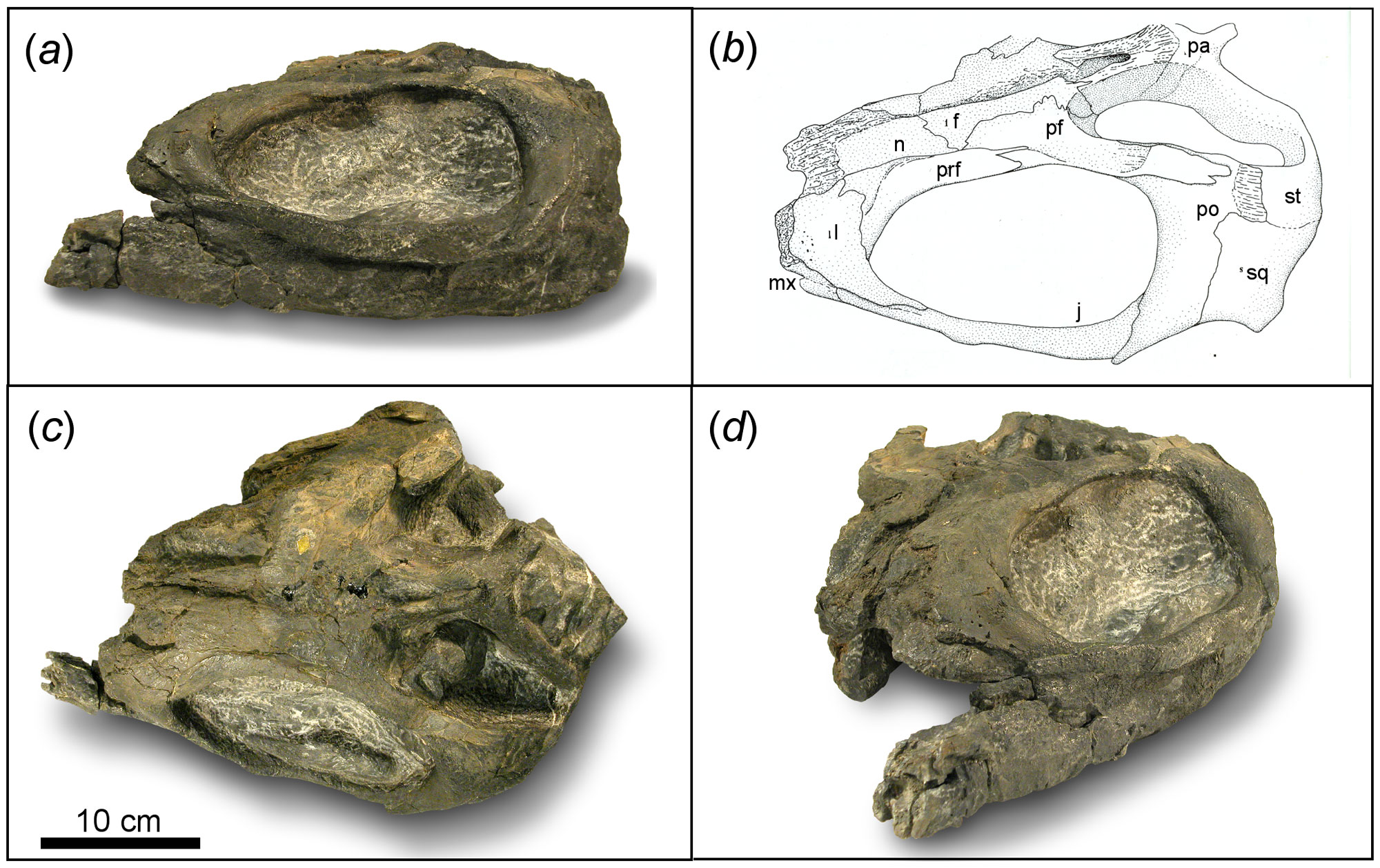 4-panel image showing 3 photographs and a drawing of the skull of the ichthysaur Shastasaurus pacificus. The skull has a large eye socket; most of the snout is missing. It is thought that this animal may have had no teeth and a very short snout. 