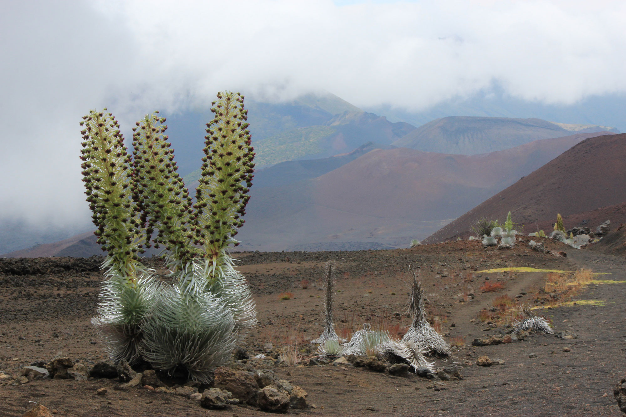 Photograph of silversword plants growing in a barren landscape with mountains in the background. Each silversword has a cluster of silvery-green, lanceolate leaves at its base from which a stalk of large, nodding flowers emerges.