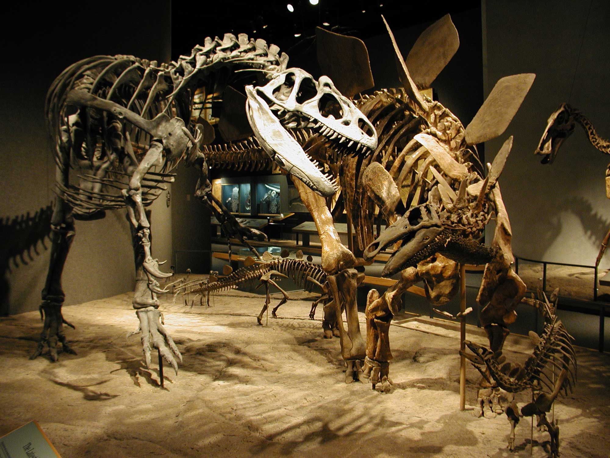 Photograph of a mounted skeleton of Stegosaurus stenops defending its young from a predatory dinosaur.