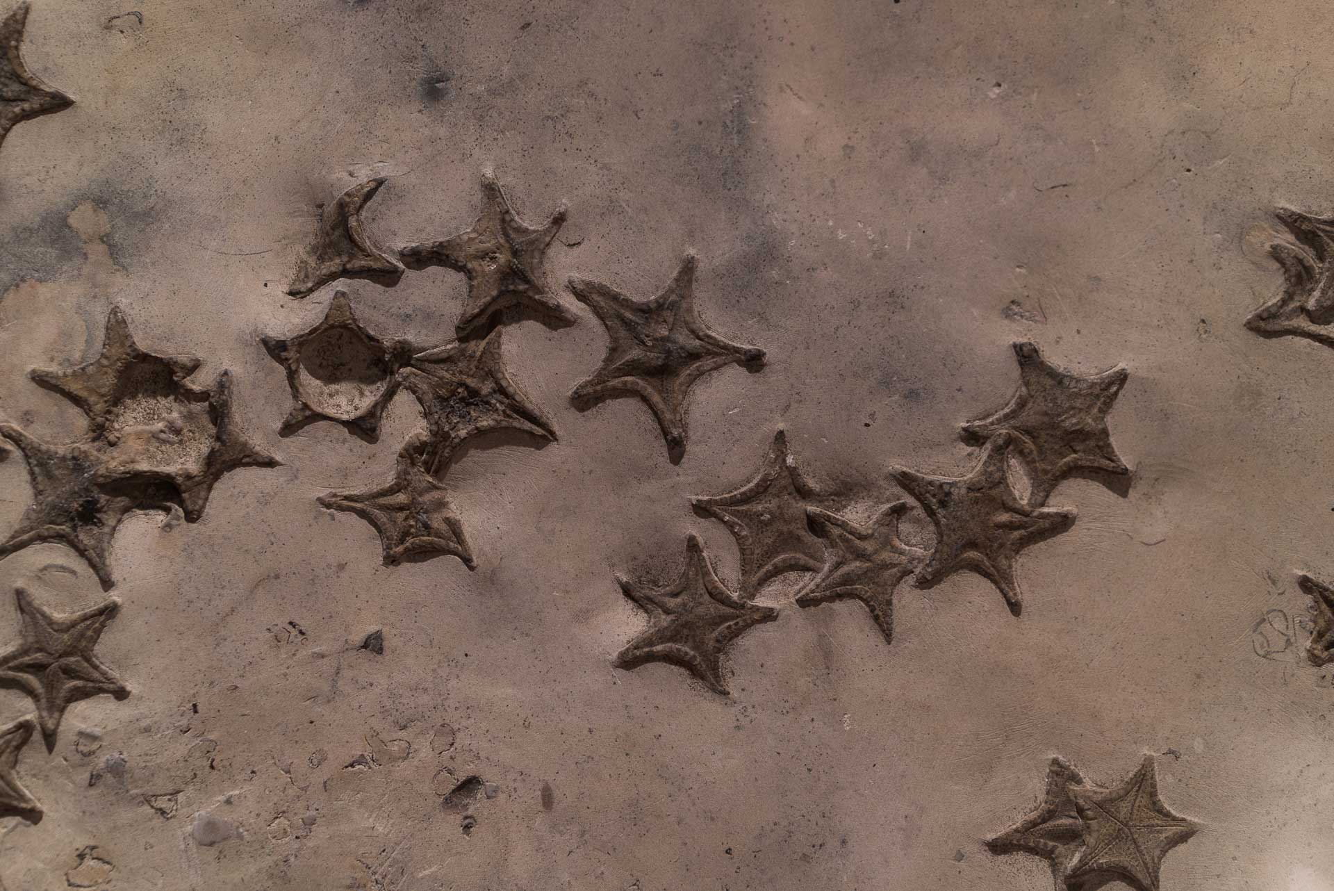 Photograph of fossil starfish on exhibit in the Texas Memorial Museum.