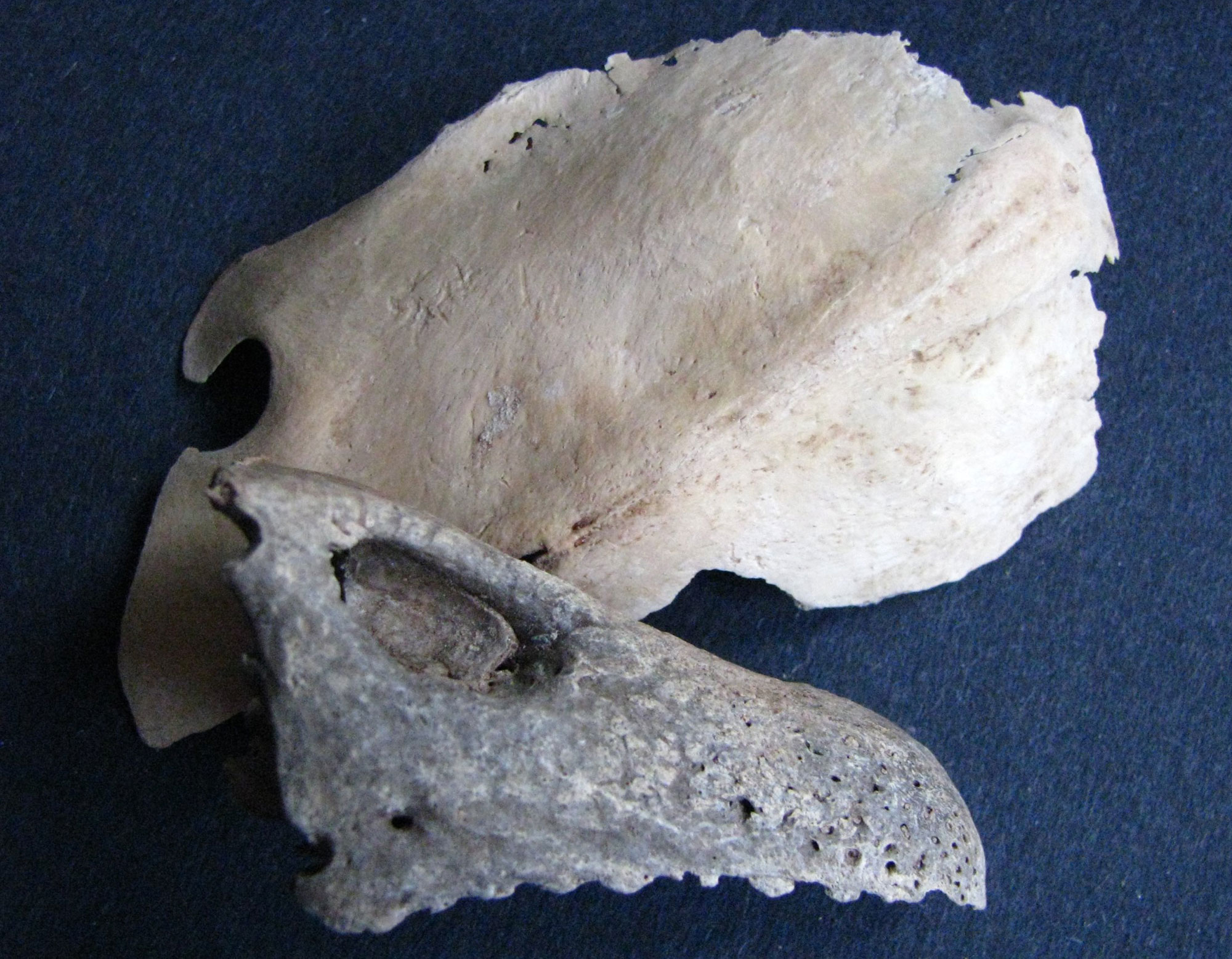Photograph of the bones of an O'ahu moa nalo, a type of flightless duck. The bones are sitting on a blue cloth background. One bone appears to be the top park of the beak; it is gray in color and has a serrated edge. The other bone might be a sternum; it is off-white in color and relatively flat.