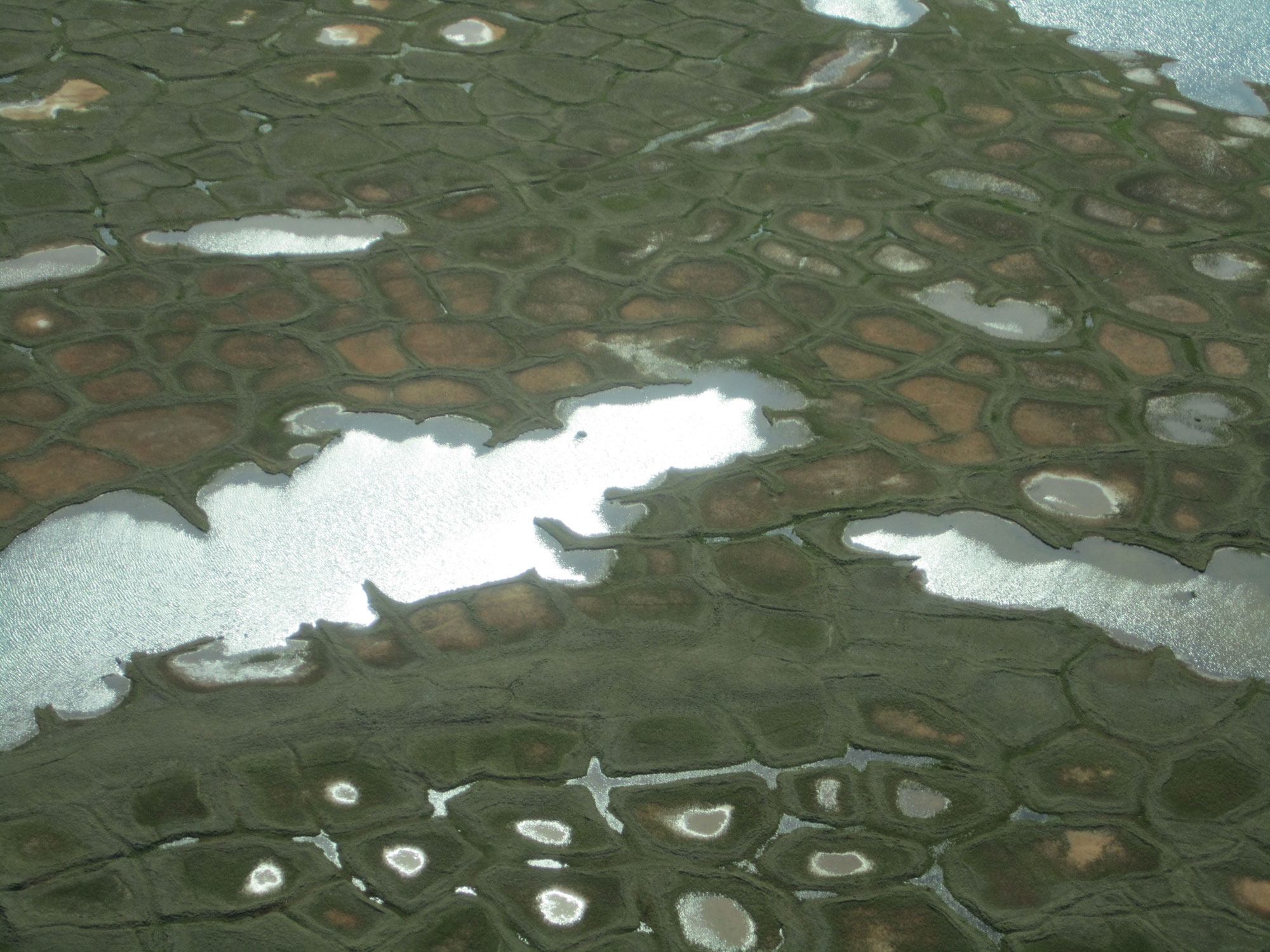 Photograph of thawing ice wedges in Arctic Alaska. The photo shows a green landscape broken up into polygons. Standing water occurs among and within some of the polygons.