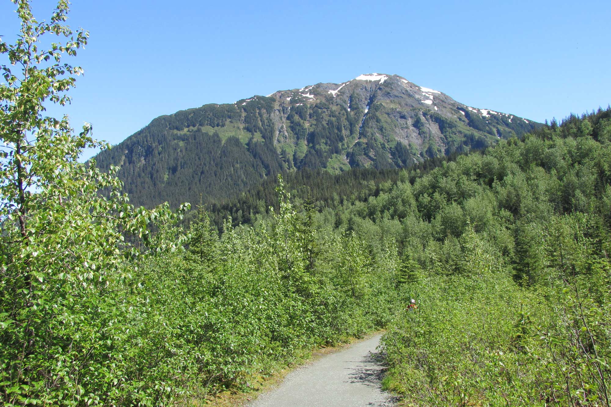 Photograph of Tongass National Forest near Juneau, Alaska. The photo shows broadleaf trees in the foreground and conifers in the distance. Int the background, a mountain with slopes covered in conifers rises. The top of the mountain has patches of snow and no trees.