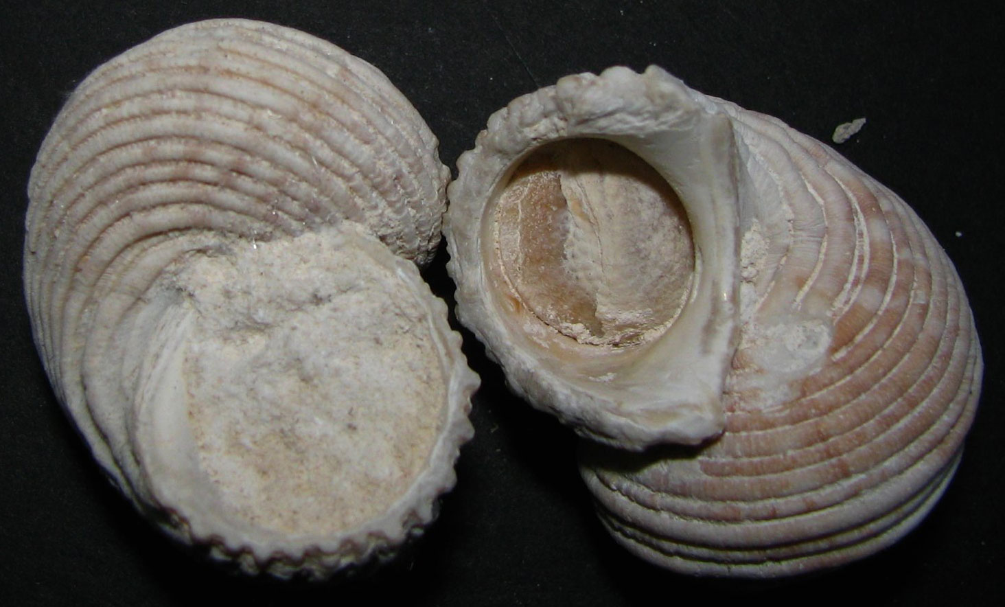 Photograph of two fossil Hawaiian top snail shells from Oahu. The shells are pinkish in color and have horizontal grooves. The apertures (openings) can be seen, although in one shell the aperture appears to be filled with sediment.