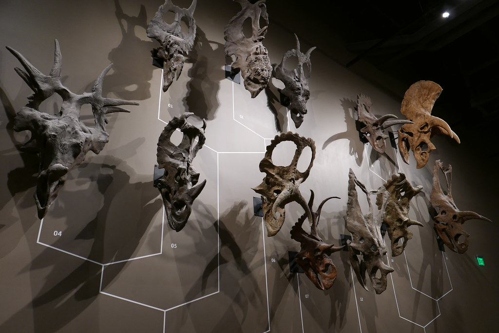 Photograph of dinosaur skulls on display at the Natural History Museum of Utah.