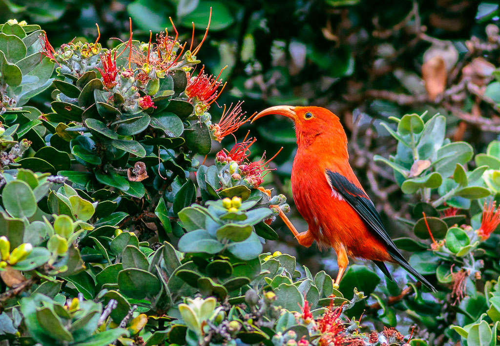 Photograph showing an 'i'iwi, a red bird with black wings and a curved beak, in a 'ohi'a lehua tree, a type of tree with small leaves are clusters of red flowers.
