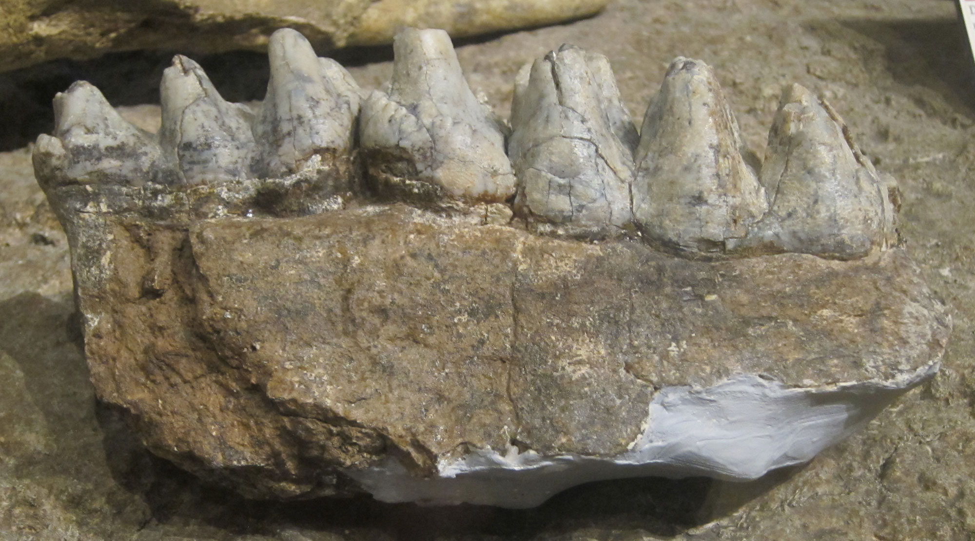 Photograph of molars of Zygolophon, a mastodont, from the Miocene Mascall Formation. The teeth have high cusps similar to those of the mastodon. They are still rooted in a jaw fragment.