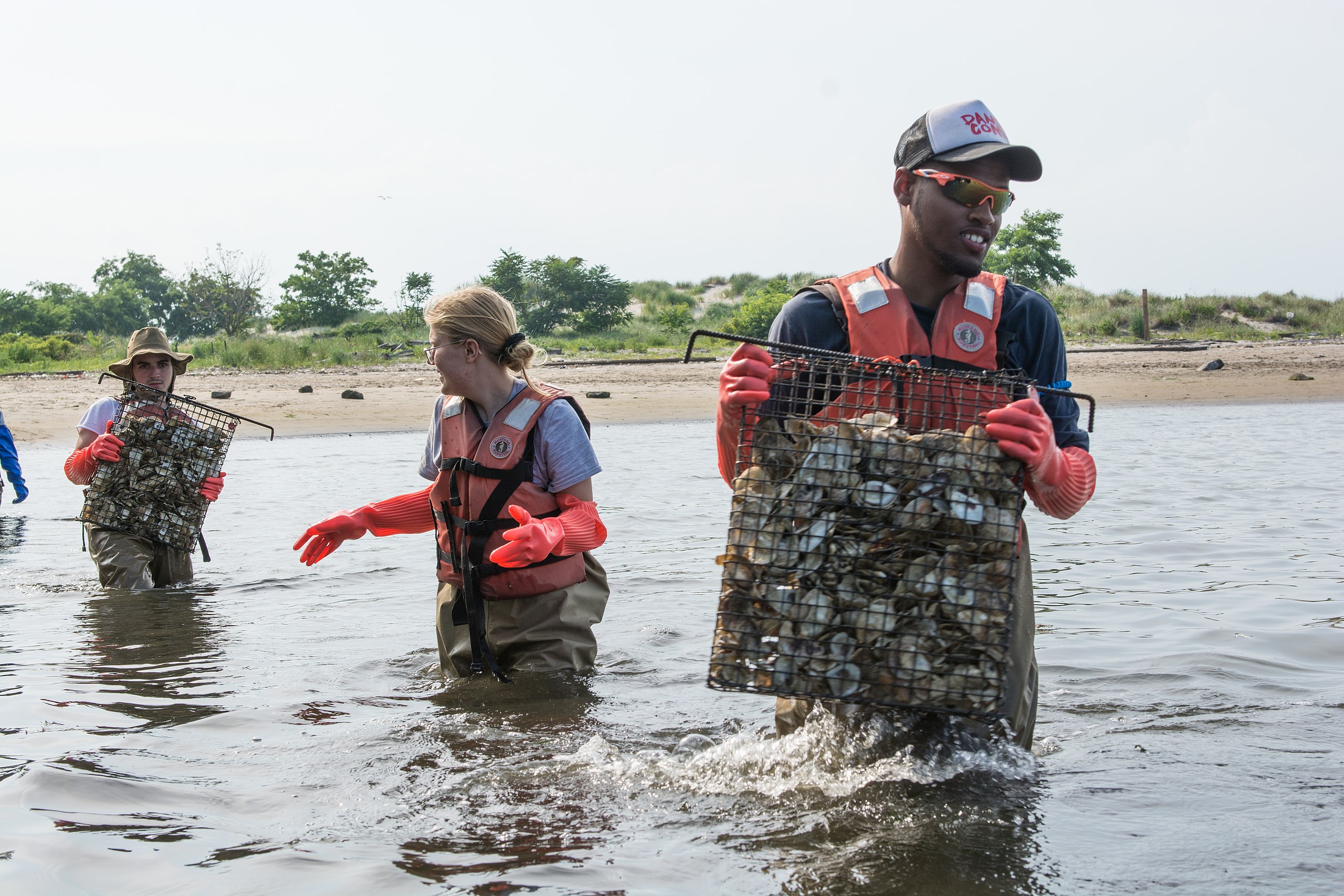 People standing in sea water near the shore in Brooklyn, NY, handing each other bags of oysters as part of an oyster reef restoration project.
