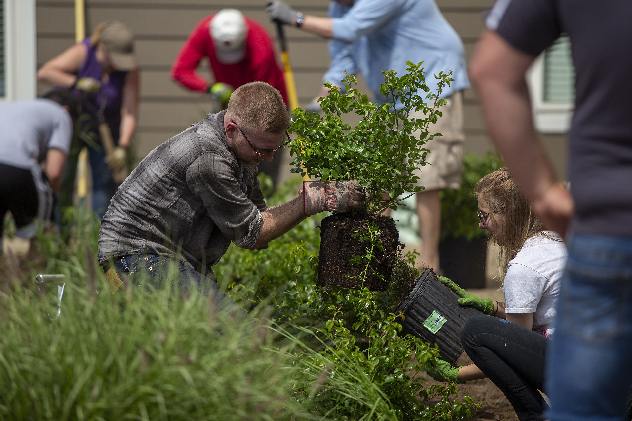 Photo of people planting shrubs as part of a community rain garden project.