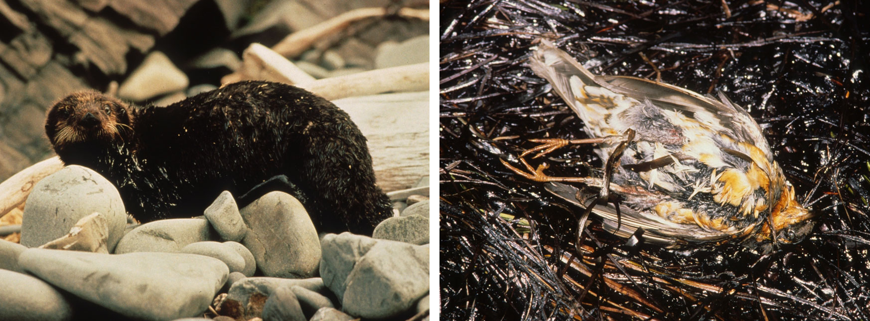 2-panel image showing photographs of animals affected by the Exxon Valdez oil spill. Panel 1: A sea otter with oil in its fur. Panel 2: An dead bird that was oiled laying on grass that is black with oil.