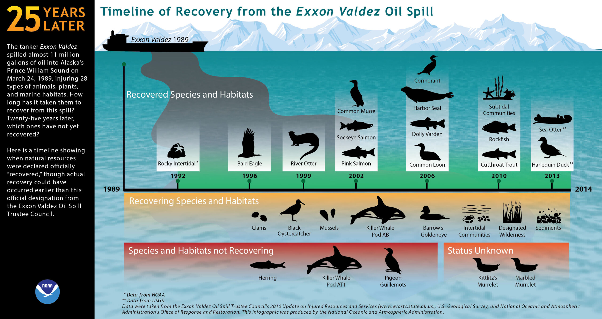 Graphic showing species recovery in the first 25 years following the Exxon Valdez oil spill. The graphic shows that while many species were recovered or recovering by 2014, a few were not. Species not covered included herring (a type of ocean fish), Pigeon guillemots (a type of seabird), and the killer whale pod AT1. Two species of murrelets (a type of bird) had an unknown status.