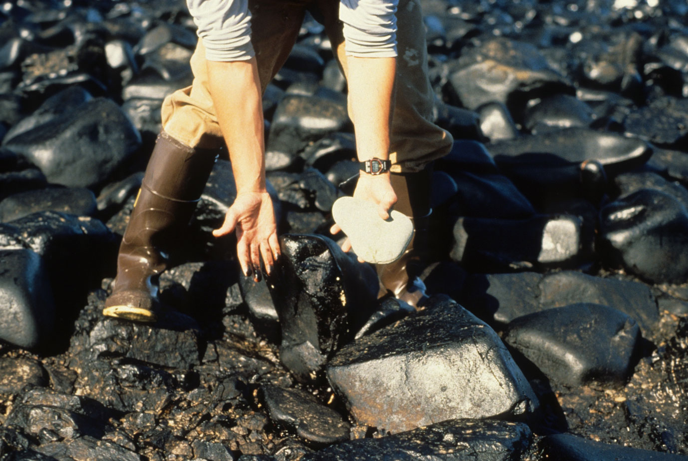 Photograph of the arms and legs of a man who is bending over on a rocky beach. The man is wearing rubber boots. His hands are hanging down, one with the palm facing the camera, the other holding a rock. The fingers of the open hand are stained black with oil. The rock is white, contrasting with the shiny black rocks that have been coated with oil on the beach.