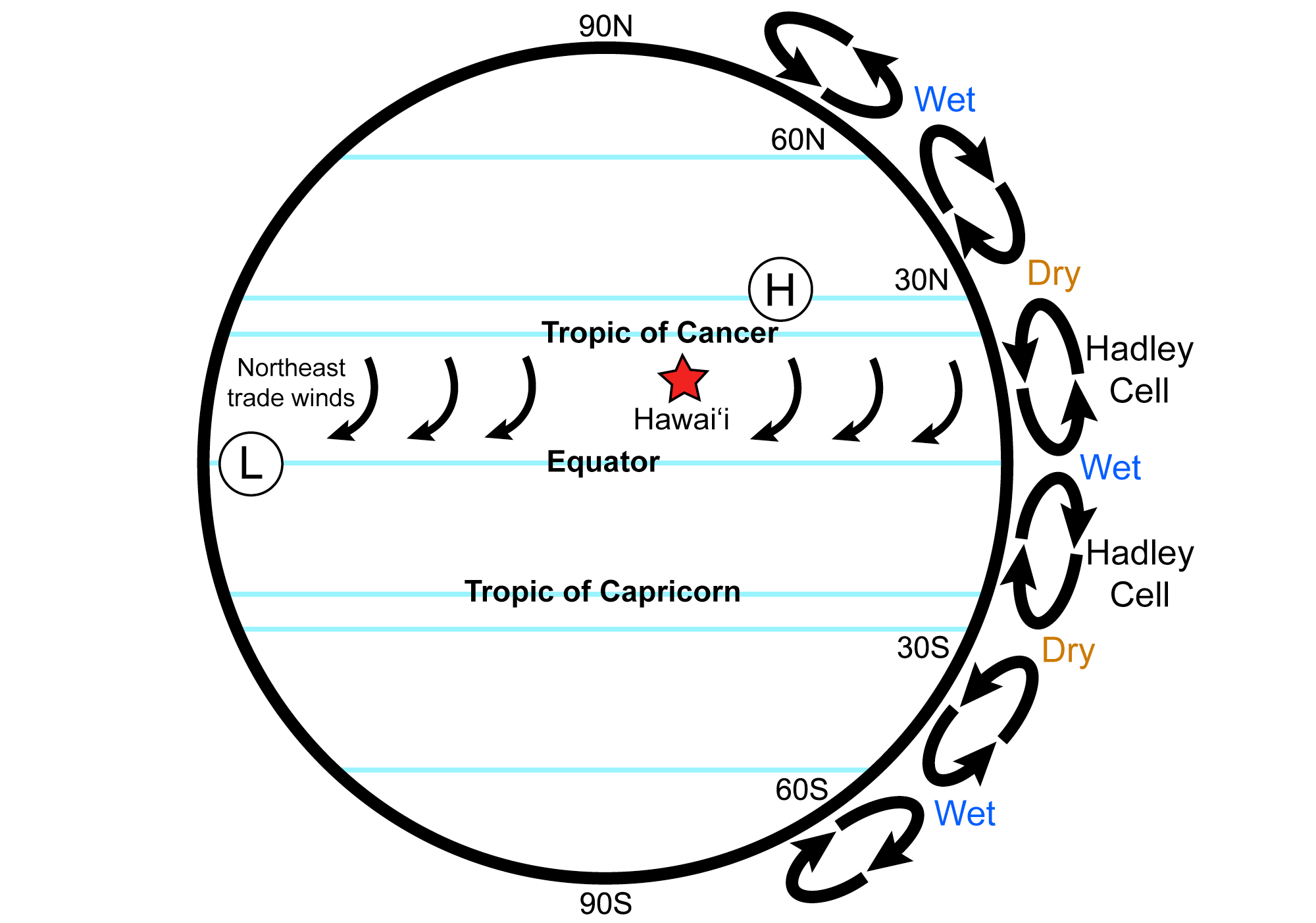 Illustration showing the effects of Hadley cells in the tropics. The Hadley cell circulates air from the equator towards the poles. As the air rises, it produces rain near the equator. As it sinks near 30 degrees latitude, it is dry, producing desert conditions. The sinking air is deflected westward to the Earth's rotation, creating trade winds. In the northern hemisphere, these winds flow from the northeast toward the southwest as they blow from higher latitudes toward the equator.