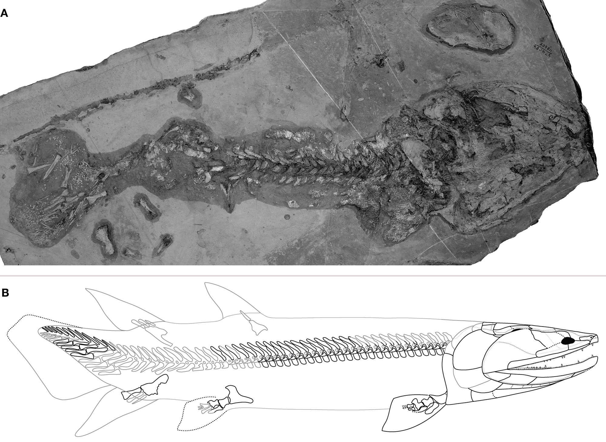 2-Panel image showing the Devonian fish Tinirau clackae from Eureaka County, Nevada. Upper panel: Black and white photograph of fossil fish bones preserved in a slab of rock. The skull is on the right of the image, the tail on the left. Lower panel: Drawing showing an outline of the fish with skeleton reconstructed inside. Bones that were found are outlined in black, bones that are inferred are outlined in gray.
