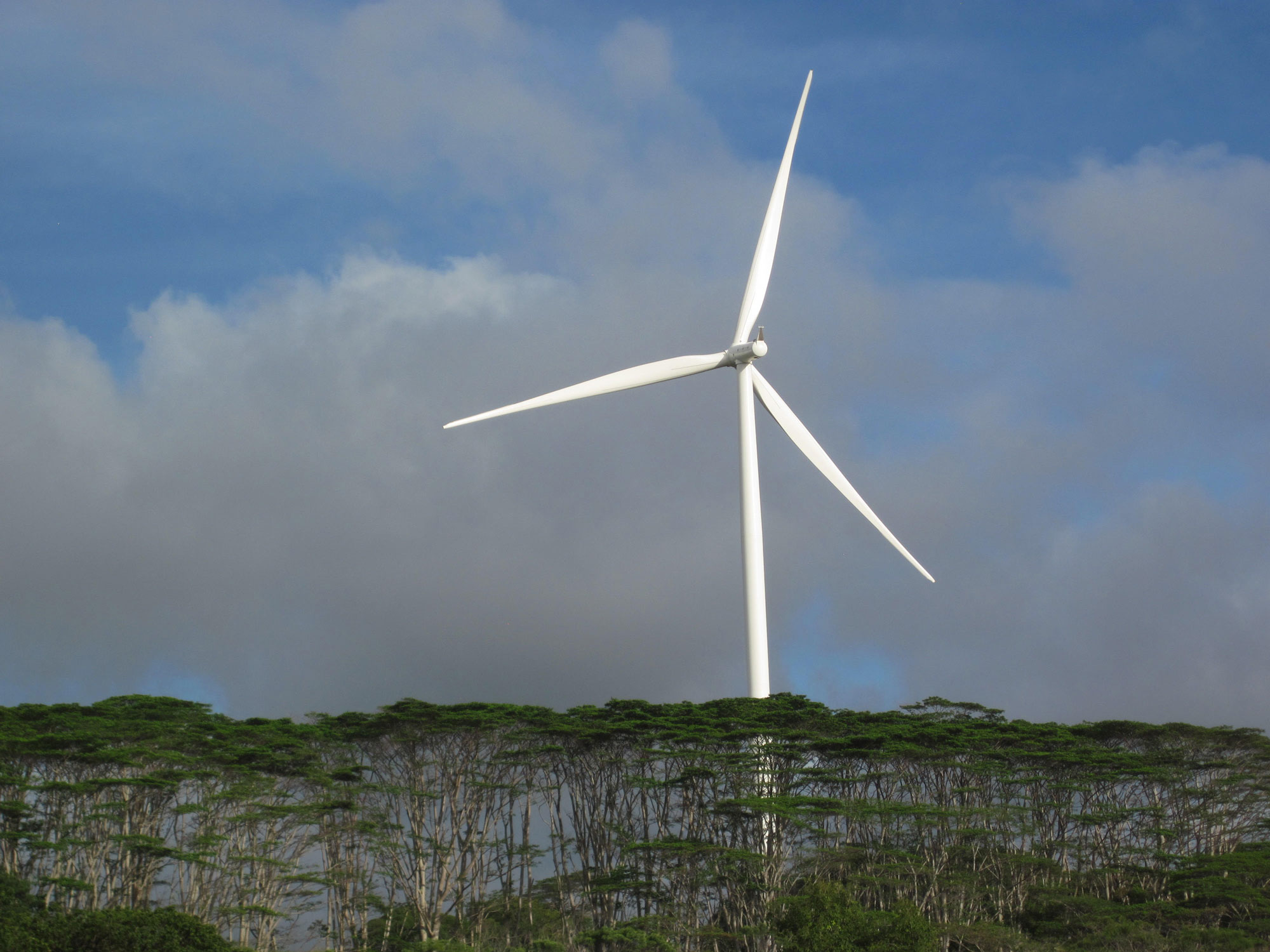 Photograph of a single white wind turbine rising about the tops of a line of trees in O'ahu.