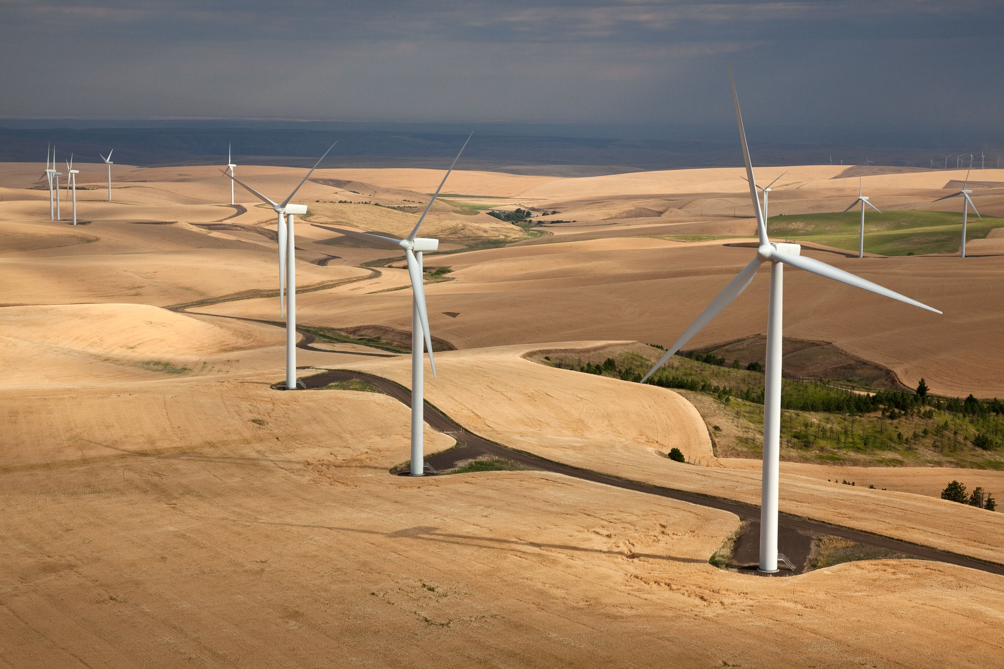 Photograph of wind turbines near Walla Walla, Washington. The photograph shows white wind turbines scattered on a landscape of low-rolling hills covered by yellow vegetation.