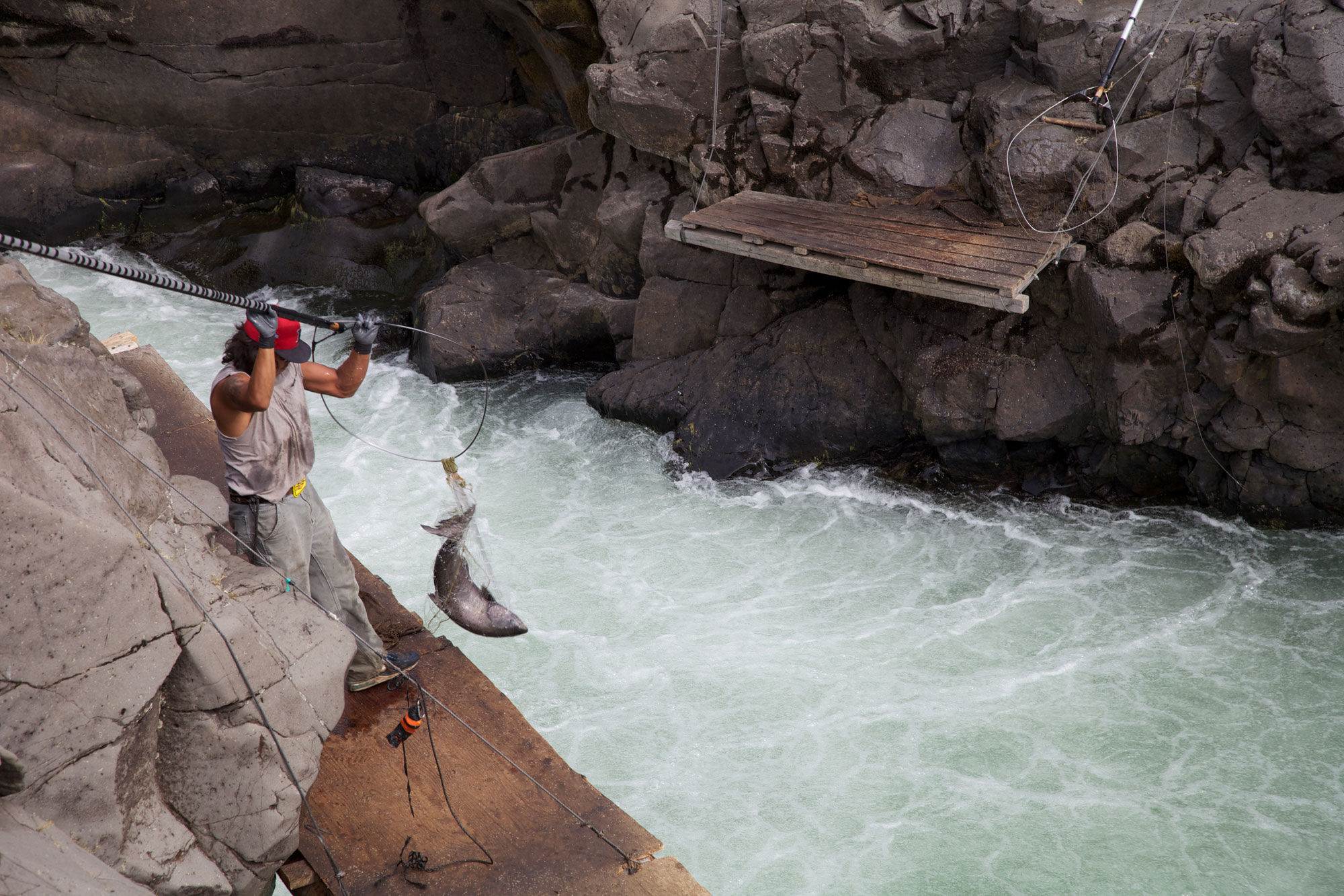 Photo of a member of the Yakima tribe fishing on the Klickitat River, Washington. The photo shows a man standing on the edge of a cliff with a long-handled net. A large fish is caught in the net, and the man is lifting it out of the water. An empty wooden platform is attached to the cliff on the opposite side of the river.