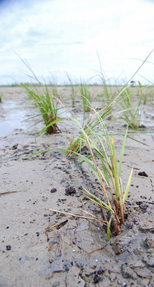 Marsh grass growing on a beach