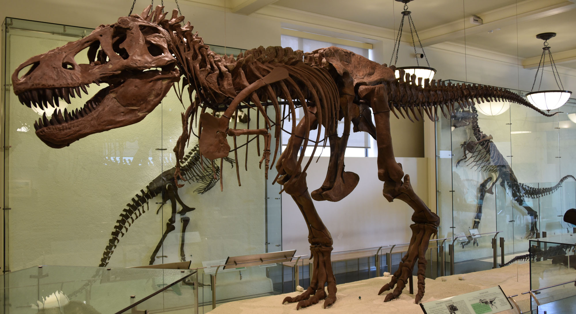 Photograph of a mounted Tyrannosaurus rex specimen on display at the American Museum of Natural History in New York City. Tyrannosaurus is a carnivorous dinosaur with a large skull and large, slightly curved, pointed teeth; it is bipedal, with powerful hind legs and relatively puny arms. The tail is long and held up off the ground. The photo is taken from the front-side, showing such of the skeleton, with the skull especially prominent. The skeleton is mounted in a walking position.