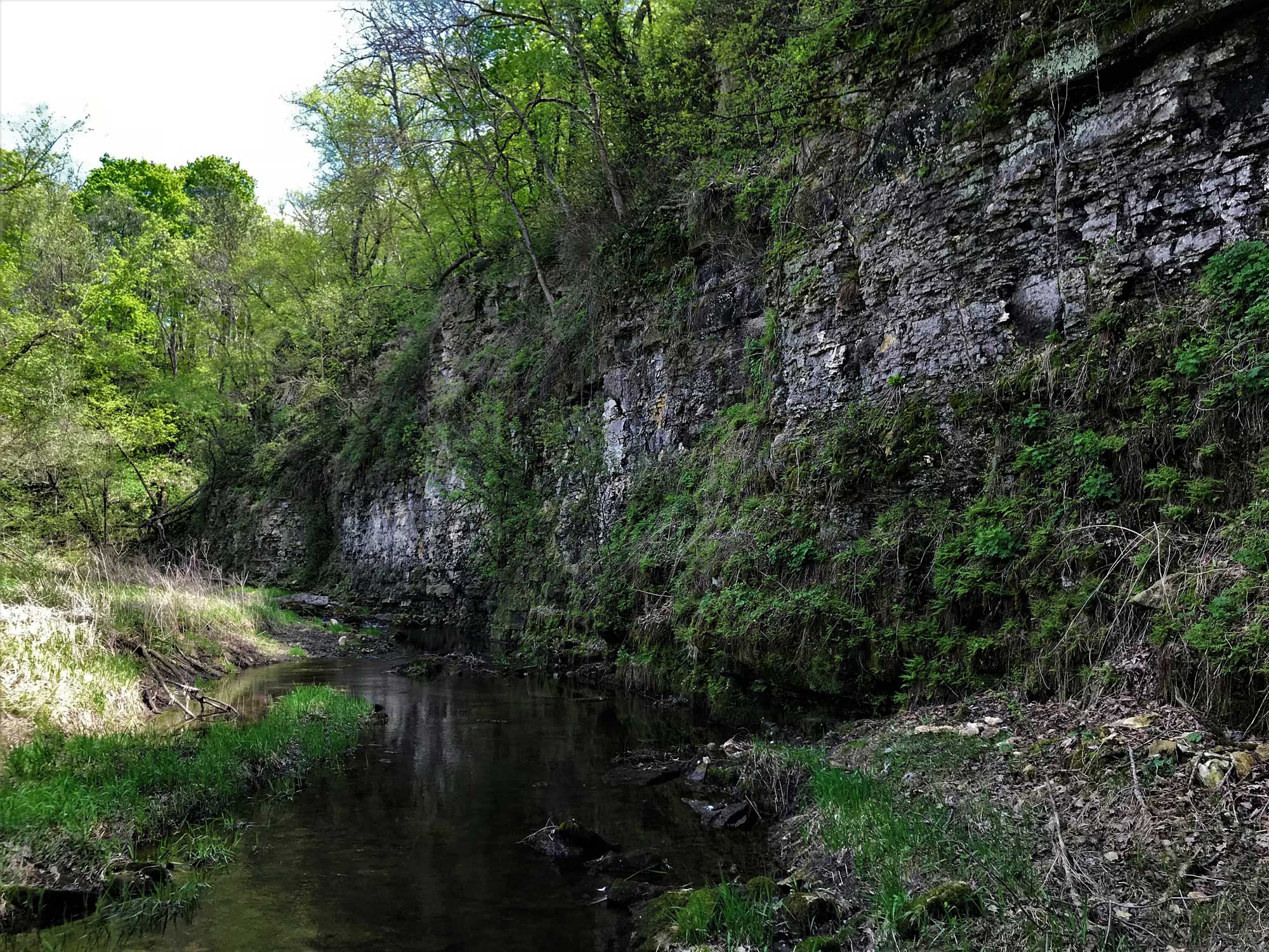 Photograph of an algific talus slope in Iowa. The photo shows a cliff of gray rock partially covered in vegetation and topped by trees at left, with a small creek running along its base.