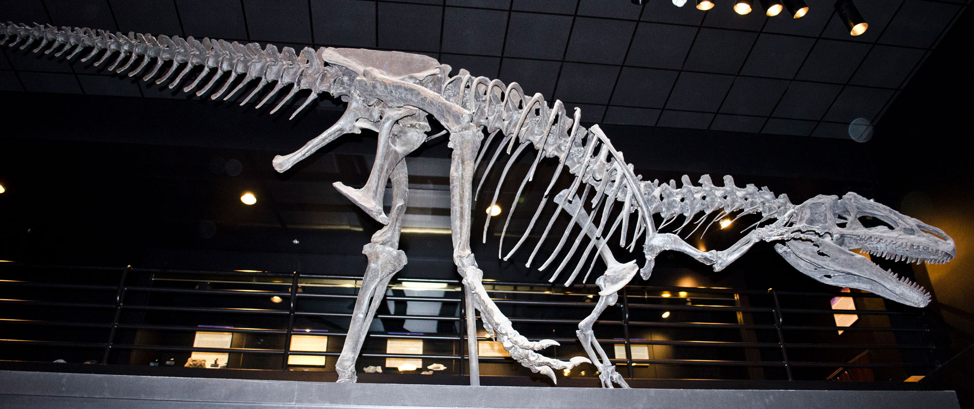 Photograph of a skeleton of an Allosaurus fragilis specimen from the Jurassic Morrison Formation of Wyoming on display in a museum. The photo shows a predatory dinosaur standing on its larger hind legs and one of its shorter front legs, while it uses its other front leg to scratch its head. The dinosaur has a relatively large skull with pointed teeth. The long tail is held off the ground.