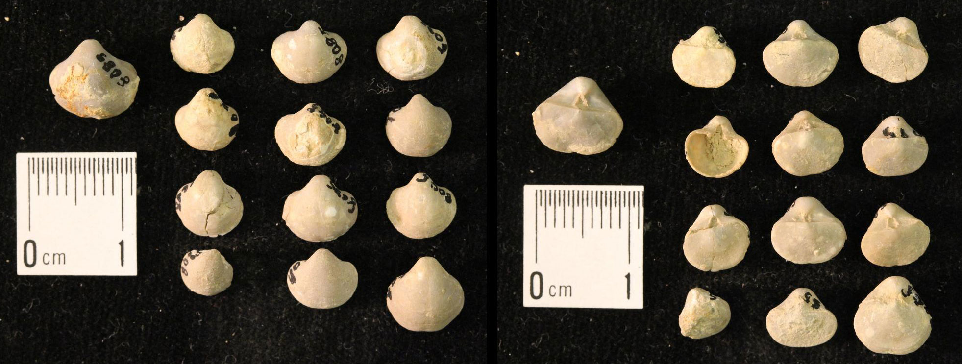 2-Panel figure showing photographs of 13 branchiopod shells in two views, from above and below. The shells are fan-shaped, with the narrow end forming the hinge. The surfaces of the shells are smooth, and they are dull beige in color. The shells are less than 1 centimeter wide.