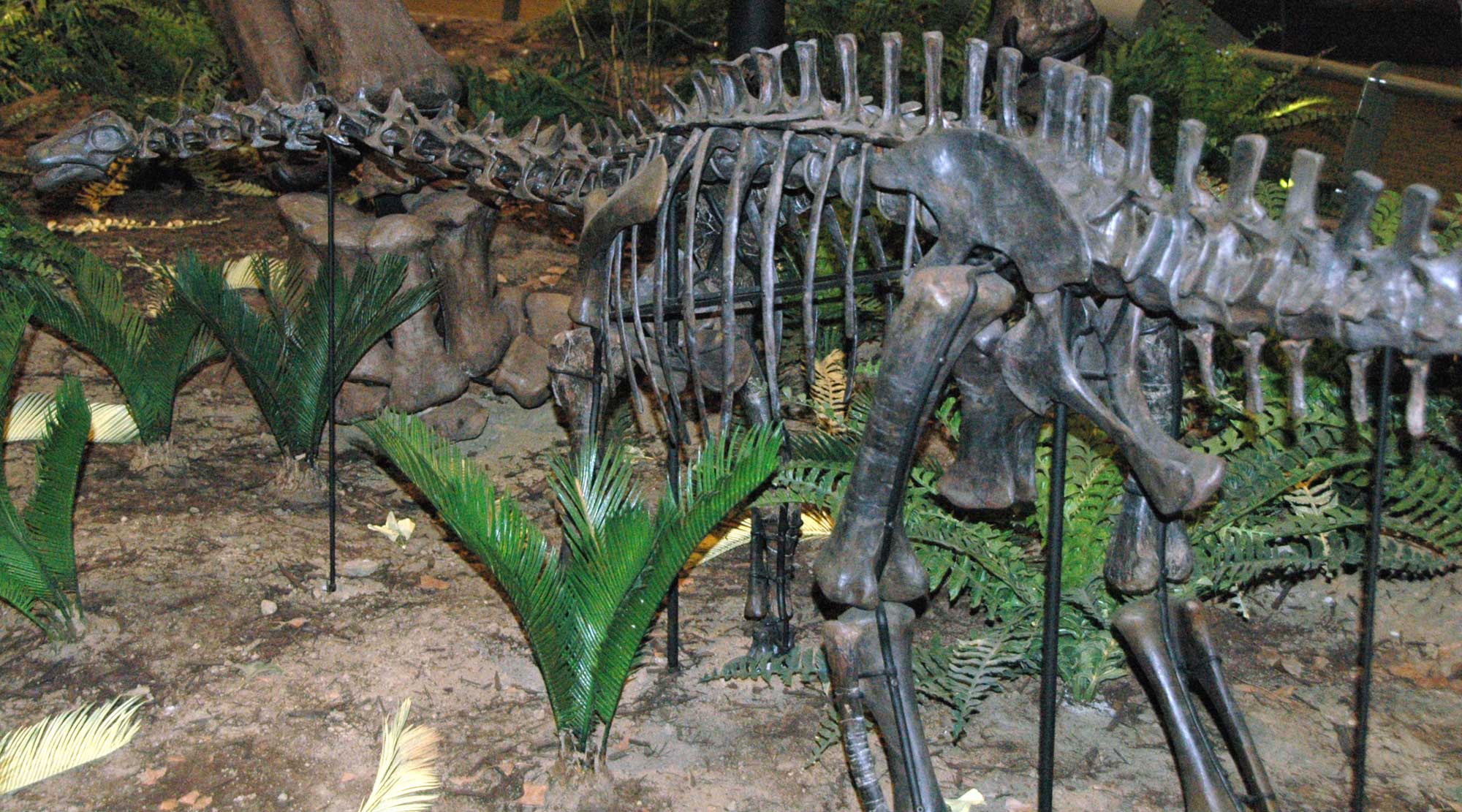Photograph of a skeleton of a juvenile Apatosaurus louisae, a sauropod from the Morrison Formation of Wyoming, on display in a museum. The photo shows a long-necked dinosaur skeleton standing on four legs. The dinosaur is small, as indicated by its statue relative to cycads that are also part of the museum display.