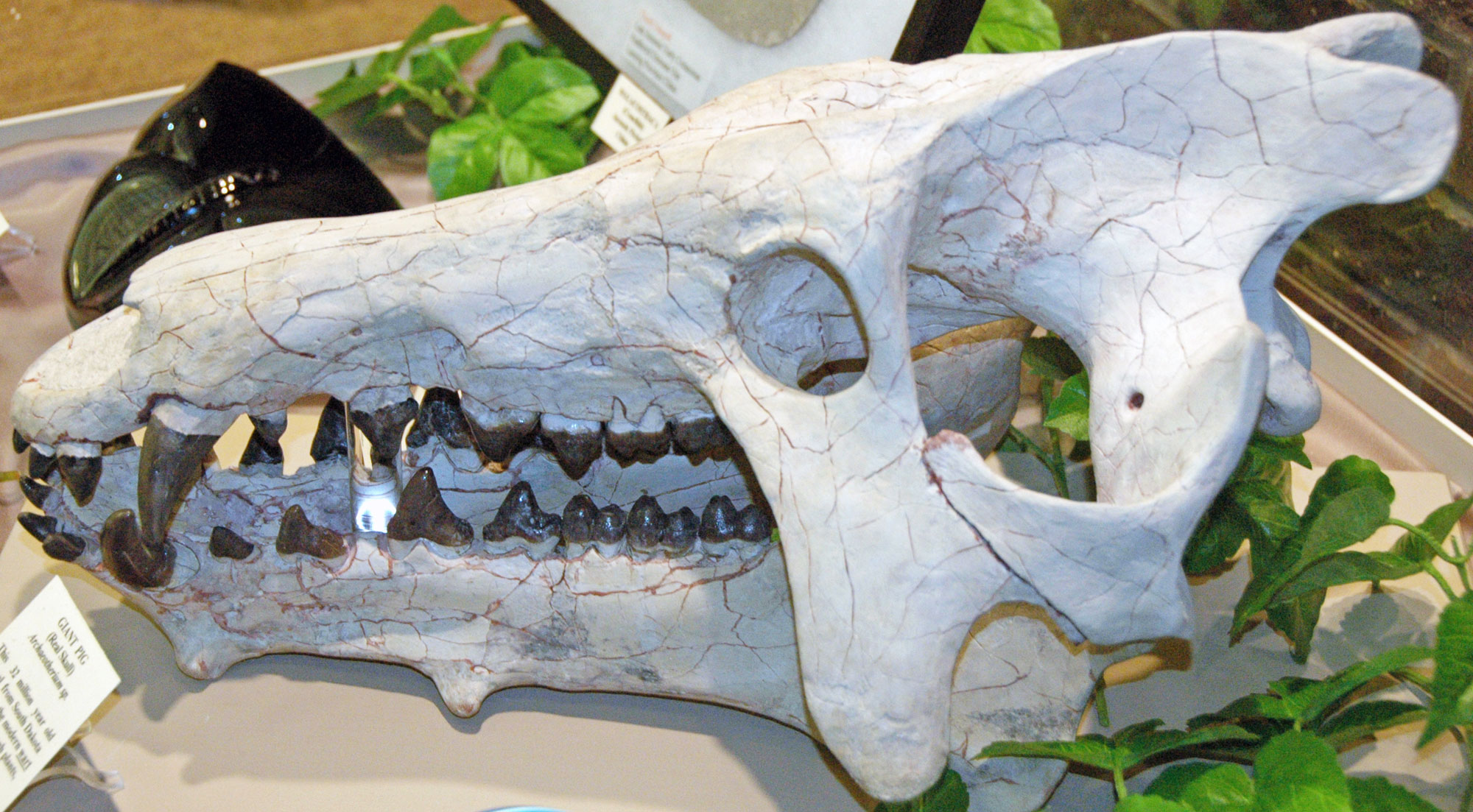 Photograph of a skull of an entelodont or hell pig from the Oligocene White River Group of South Dakota on display in a museum. The photo shows a robust white skull with sharp brown teeth sitting on a table and surrounded by plants. The nose is pointed left. The skull has a long snout with large pointed canines.