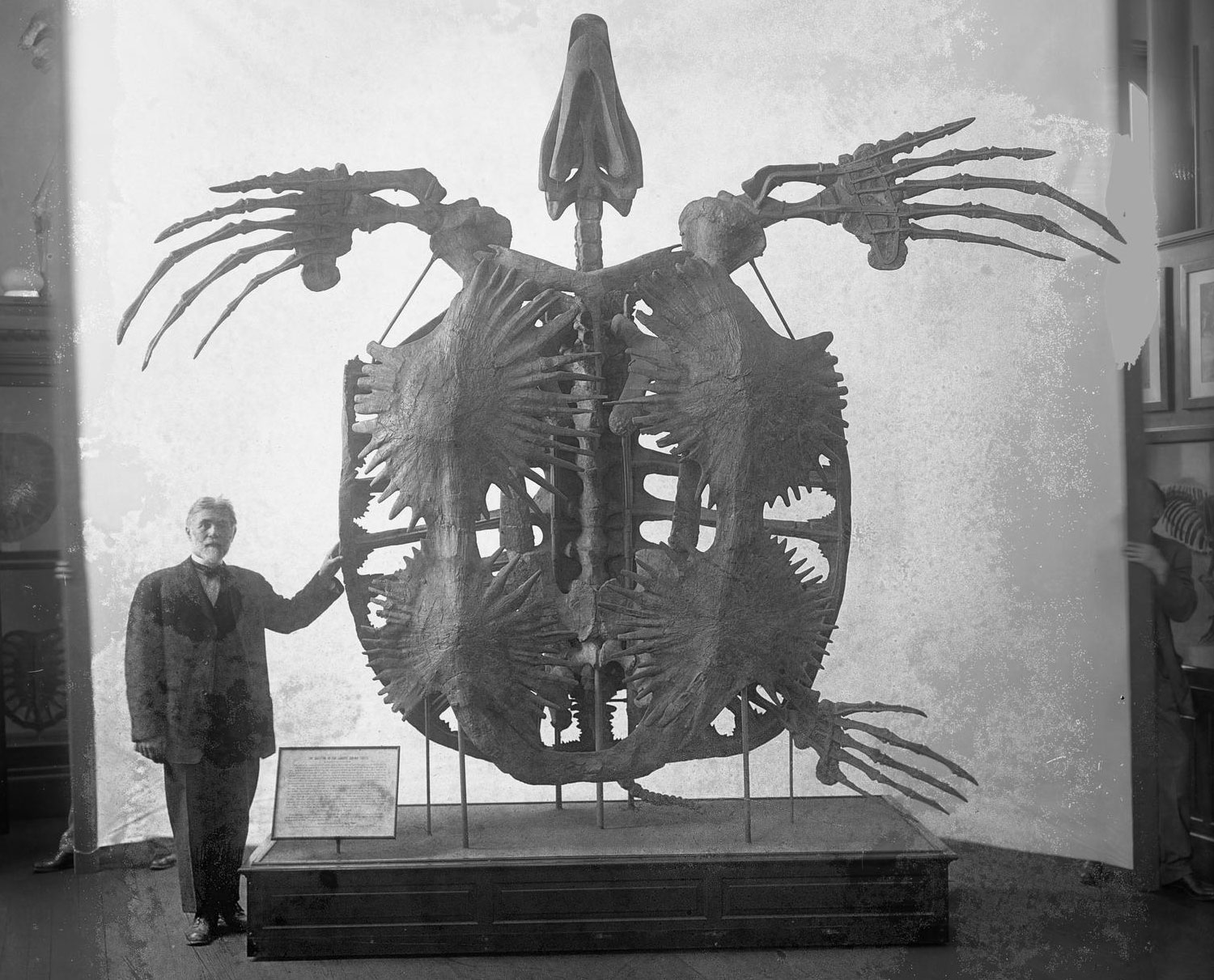 Black and white historical photo of the skeleton of Archelon, a giant sea turtle from the Cretaceous Pierre Shale of South Dakota on display in a museum. The photo shows a turtle skeleton mounted vertically, with the underside of the animal facing the camera. The shell has four large bony shields on the underside, and horizontal bars on the upper side. Three large flippers are present (the fourth, at lower left, is missing). A man in a suit stands next to the skeleton. He is less than half as tall as the skeleton as mounted (the skeleton is attached to a mid-shin-high platform).
