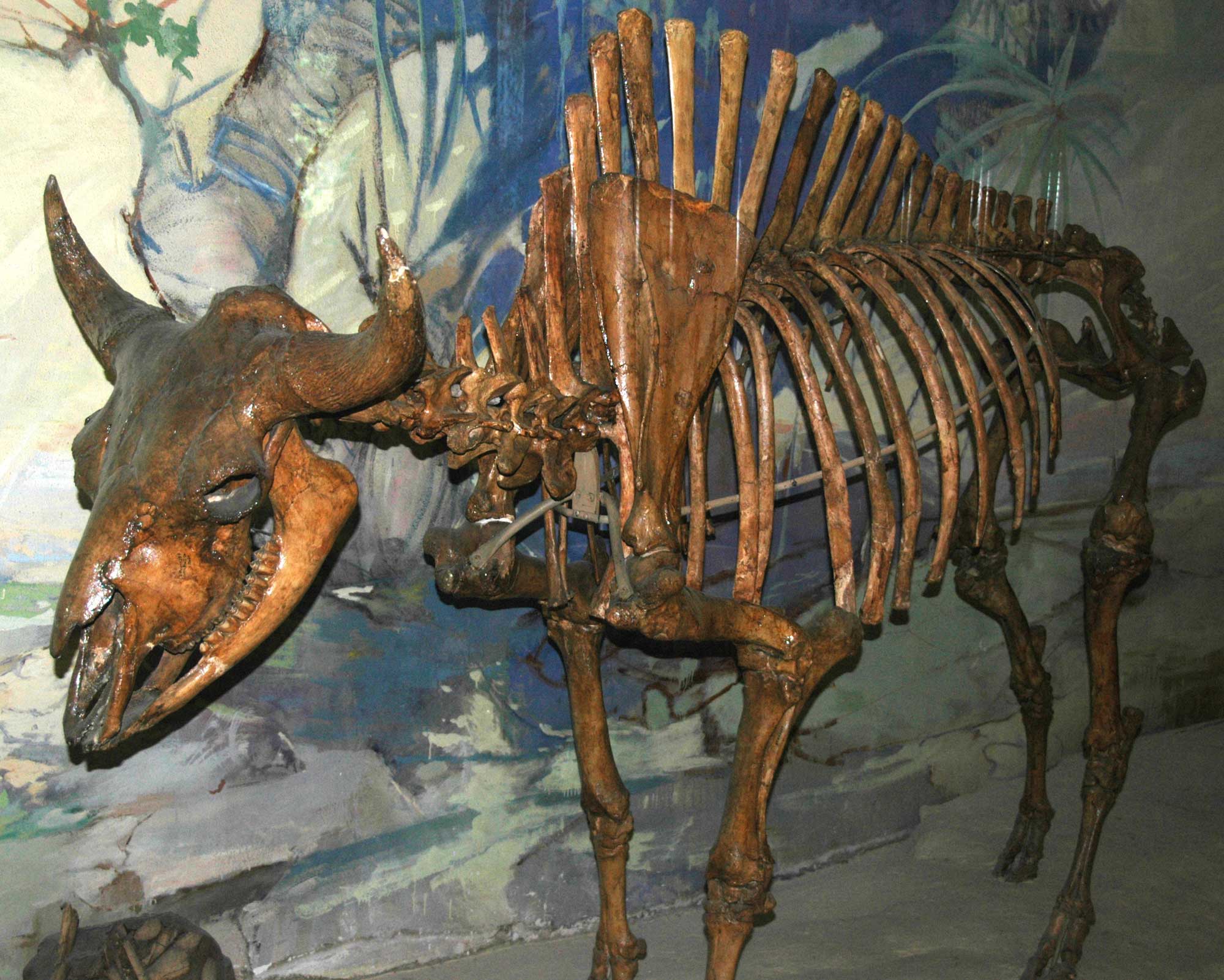 Photograph of a skeleton of Bison antiquus taylori from the Pleistocene of Nebraska on display in a museum. The photo shows a large, hoofed animal standing on four legs. The spines on the vertebrate between the shoulder blades are very tall. The head is robust with two short horns extending horizontally, then turning upward. The tail is short. 