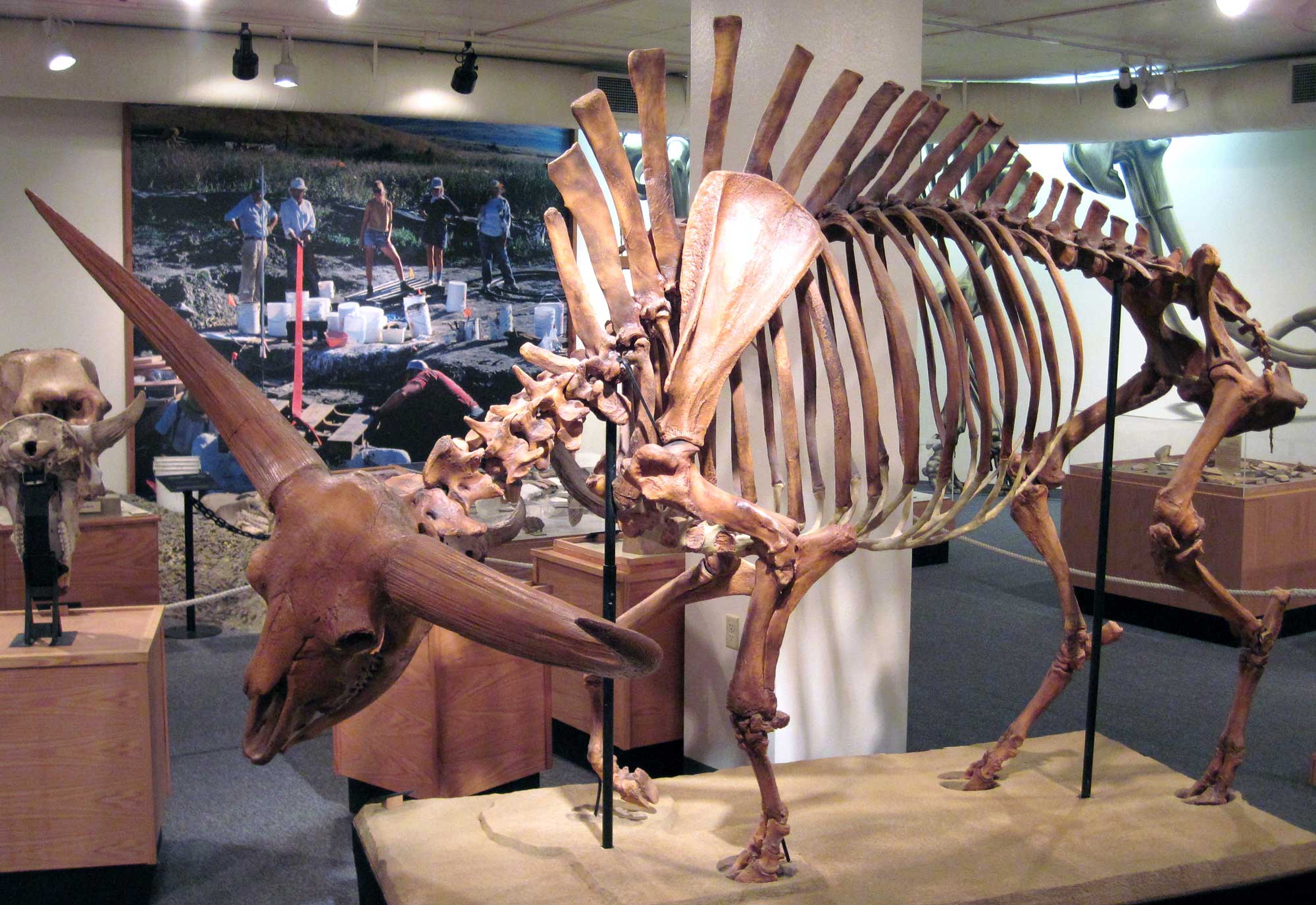 Photograph of a skeleton of Bison latifrons from the Pleistocene of North America on display in a museum. The photo shows a large, hoofed animal standing on four legs. The spines on the vertebrate between the shoulder blades are very tall. The head is robust with two large horns extending horizontally, then turning upward. The tail is short. 