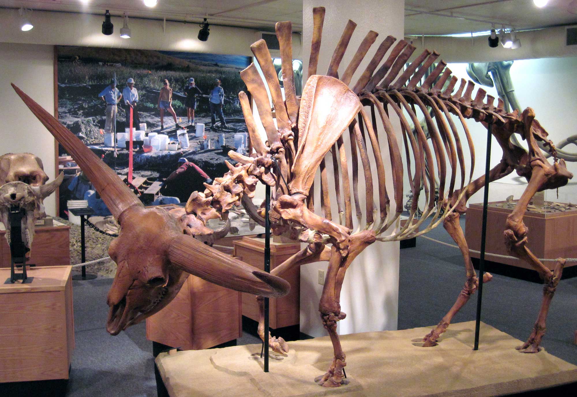 Kansas Children's Discovery Center dinosaur exhibit has fossils, eggs