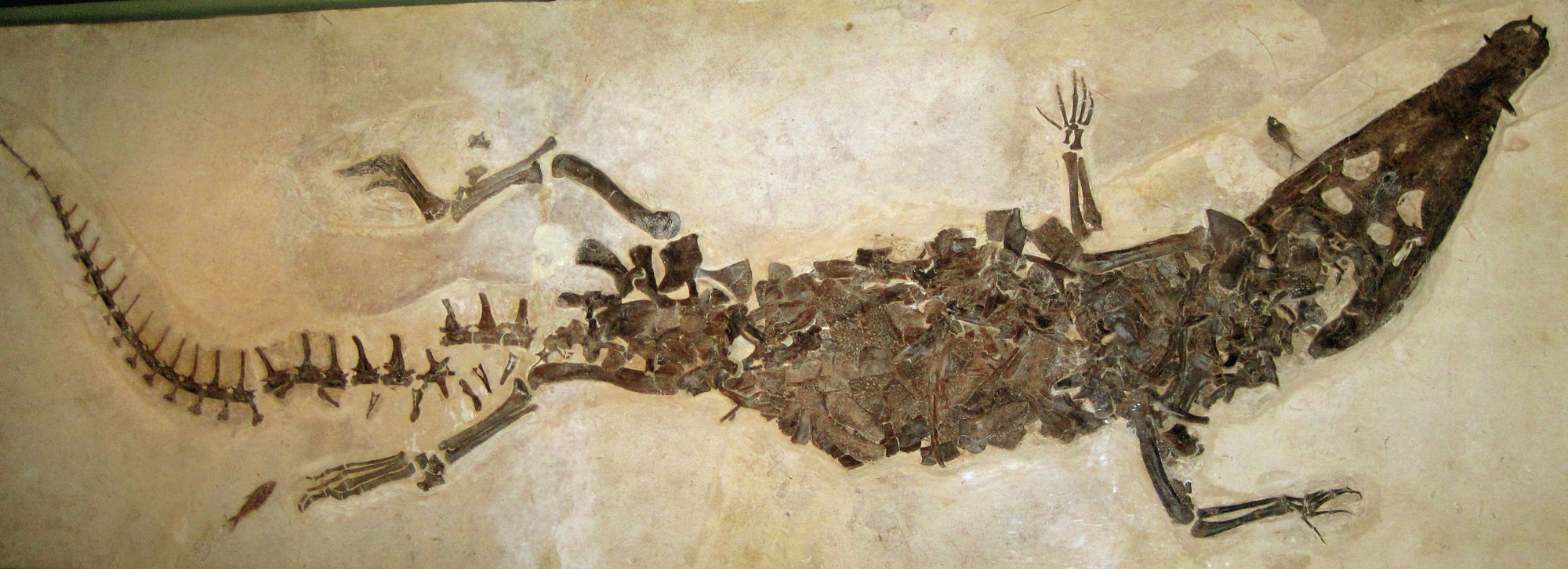 Photograph of a fossil crocodile from Fossil Lake, Wyoming. The photo shows a nearly complete crocodile specimen with its head to the right and its tail to the left. The skeleton is preserved on a beige slab of rock.