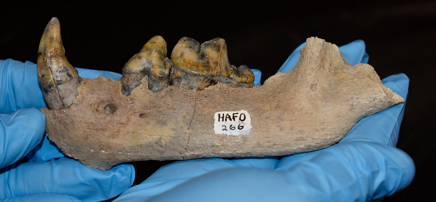 Photograph of the lower jaw of a bone-brushing dog from the Pliocene Hagerman Fossil Beds of Idaho. The photo shows one half of a lower jaw with a long, pointed canine tooth and two molars. The jaw is held by someone wearing blue gloves with two hands. The jaw is light brown in color.