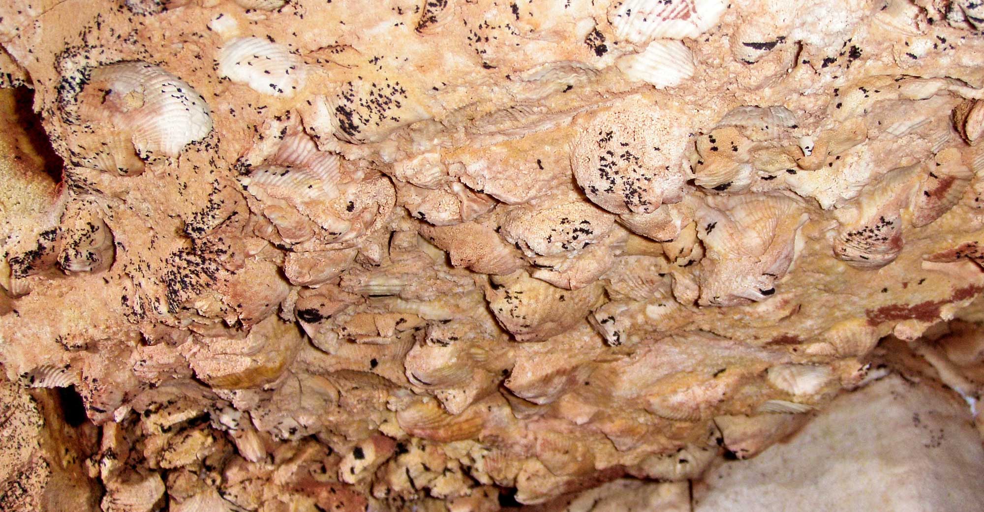 Photograph of Mississippian Pahasapa Limestone in Wind Cave with an accumulation of brachiopod shells preserved on its surface.